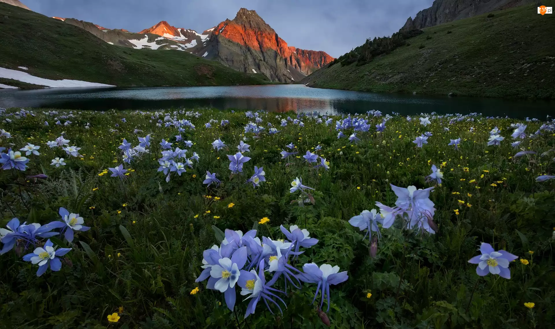 Orlik błękitny, Góra Sneffels, Stany Zjednoczone, Orlik niebieski, Stan Kolorado, Jezioro Blue Lake, Łąka, Góry San Juan Mountains, Kwiaty