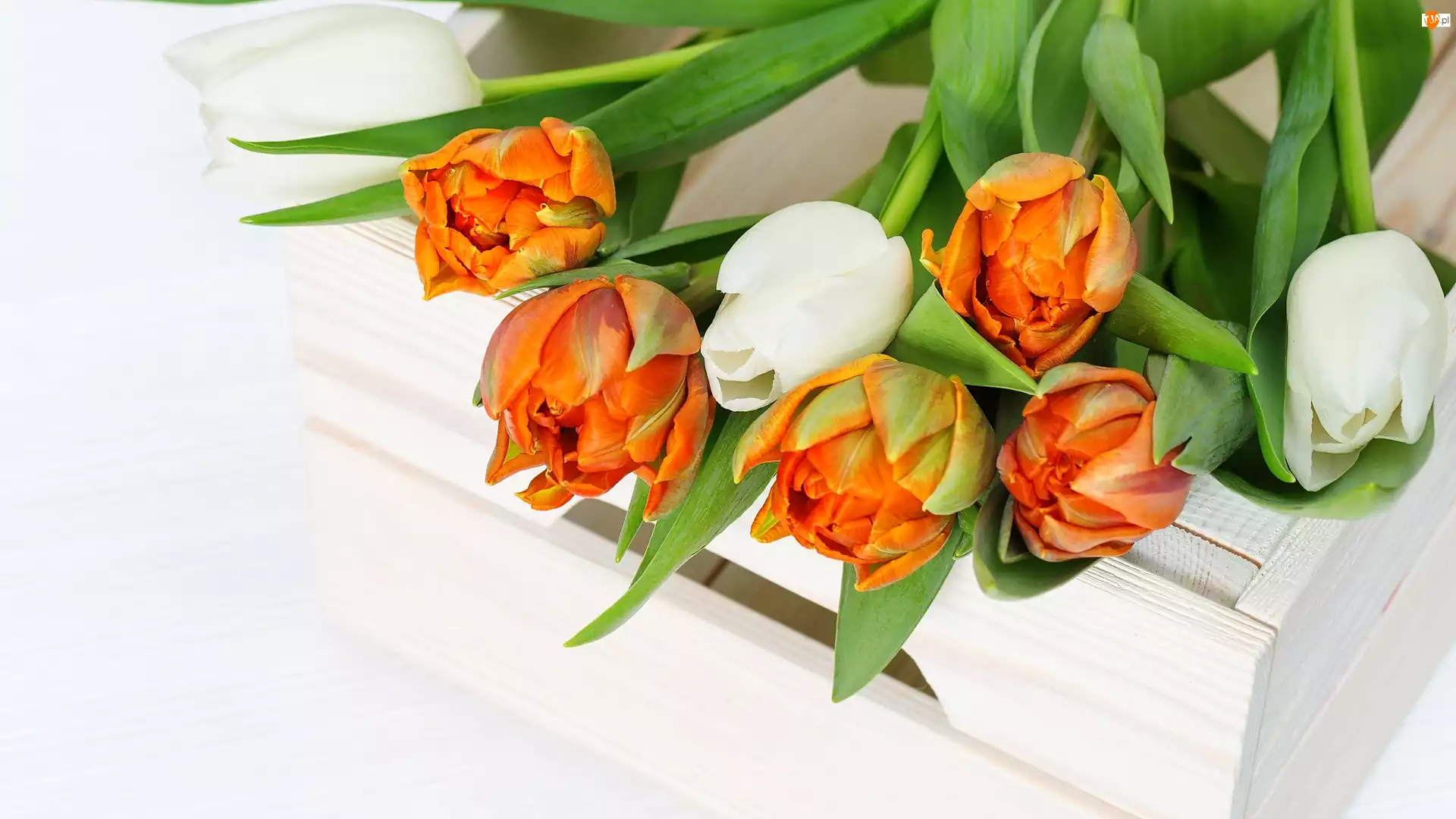 Tulipany, Skrzynka, Pomarańczowe, Białe, Drewniana