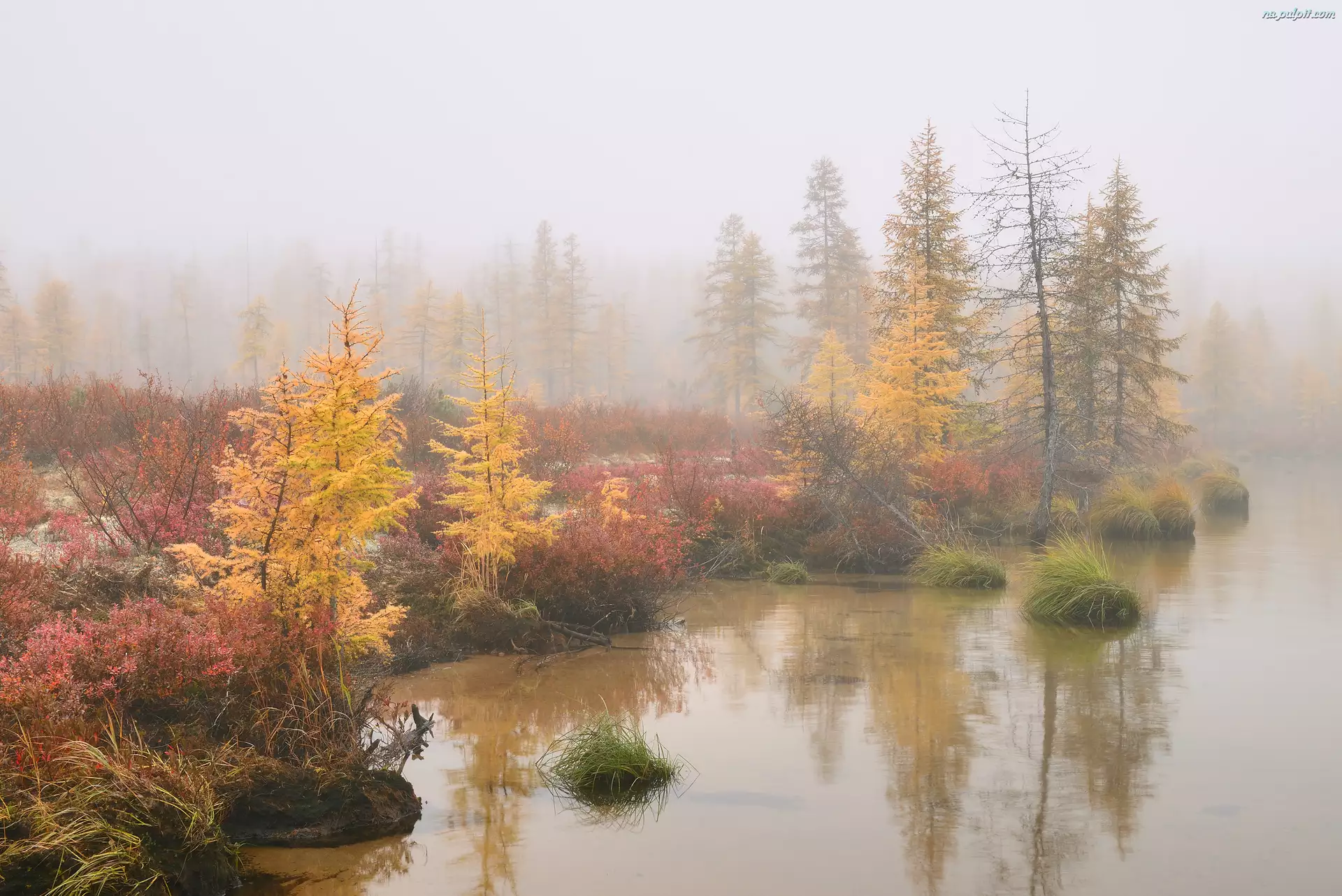 Mgła, Drzewa, Rosja, Jesień, Obwód magadański, Kołyma, Jezioro Jack London