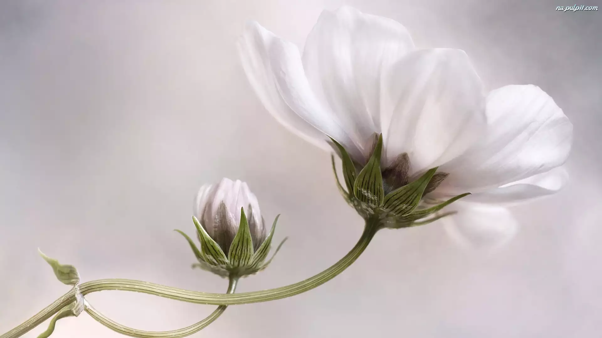 Pąk, Biały, Kwiat