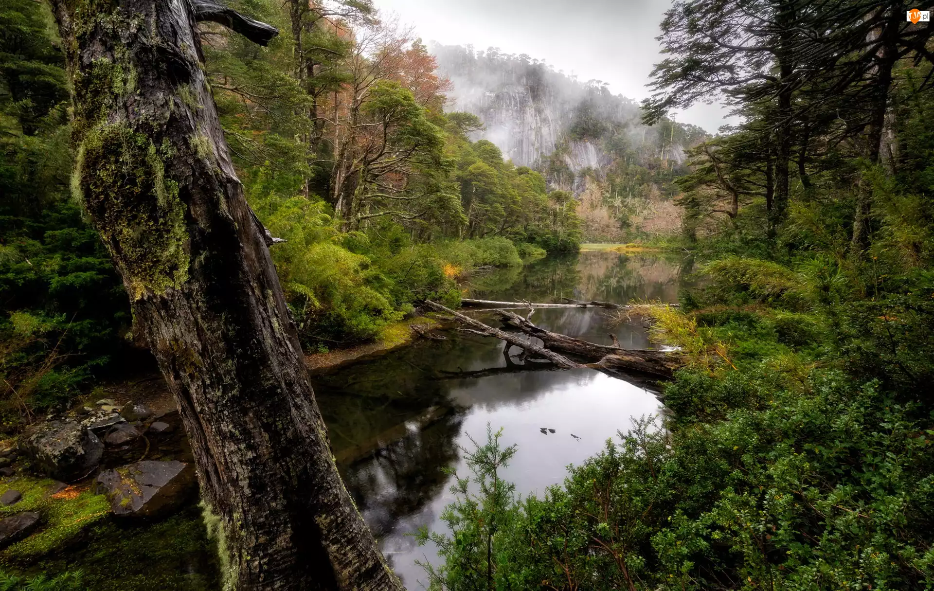 Rzeka, Drzewo, Park Narodowy Huerquehue, Chile, Las, Araucania