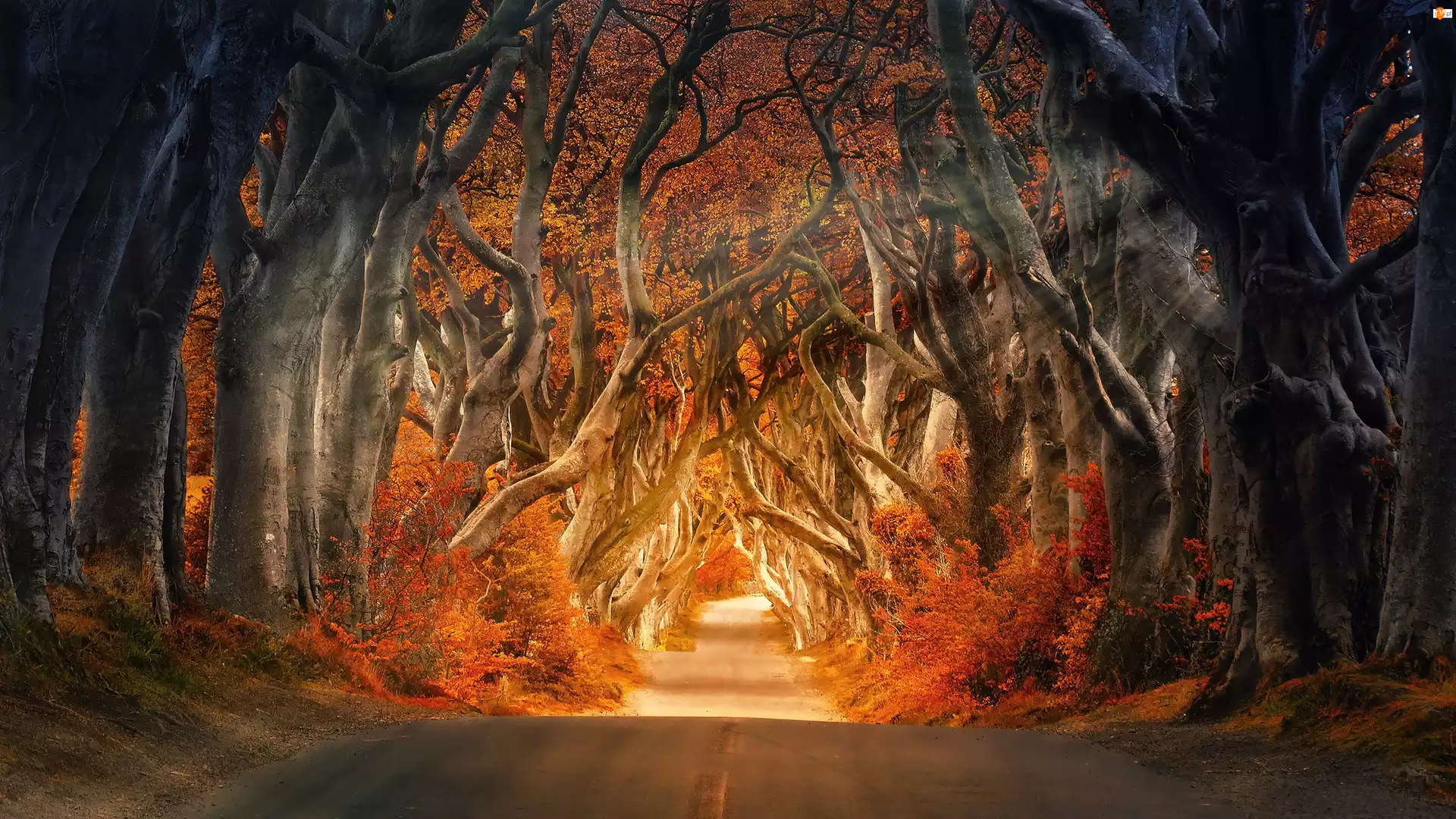 Droga, Przebijające światło, Drzewa, Las, Jesień