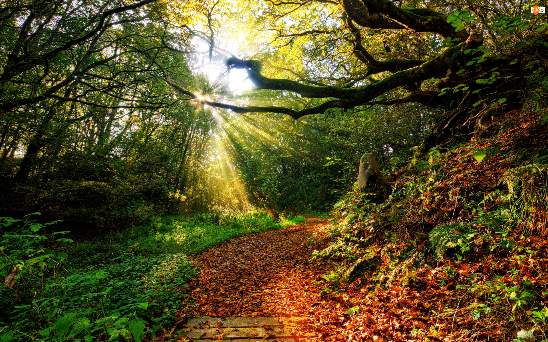 Las, Drzewa, Słoneczne, Jesień, Przebijające światło, Ścieżka, Gałęzie