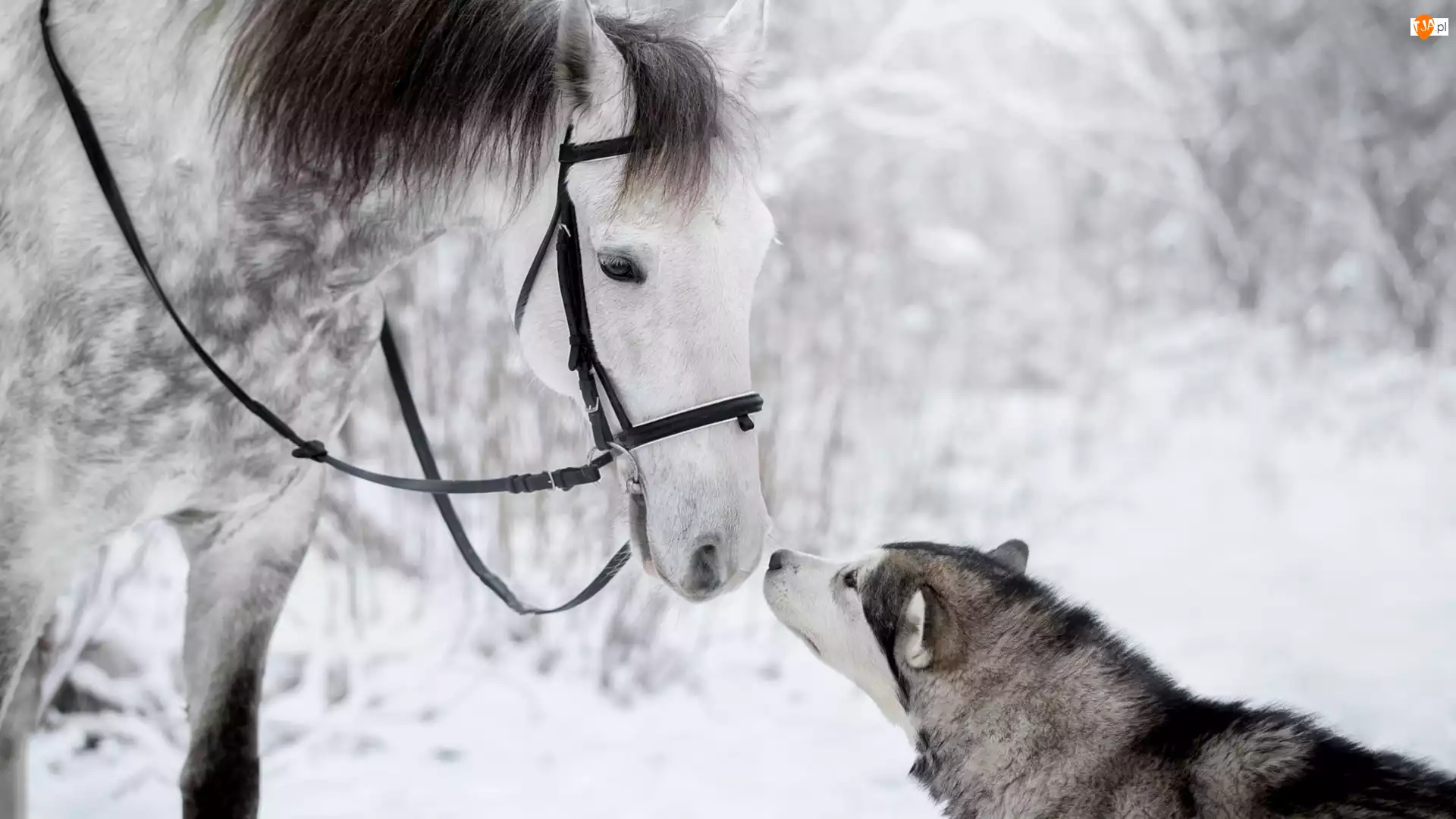 Zima, Koń, Pies, Siberian husky