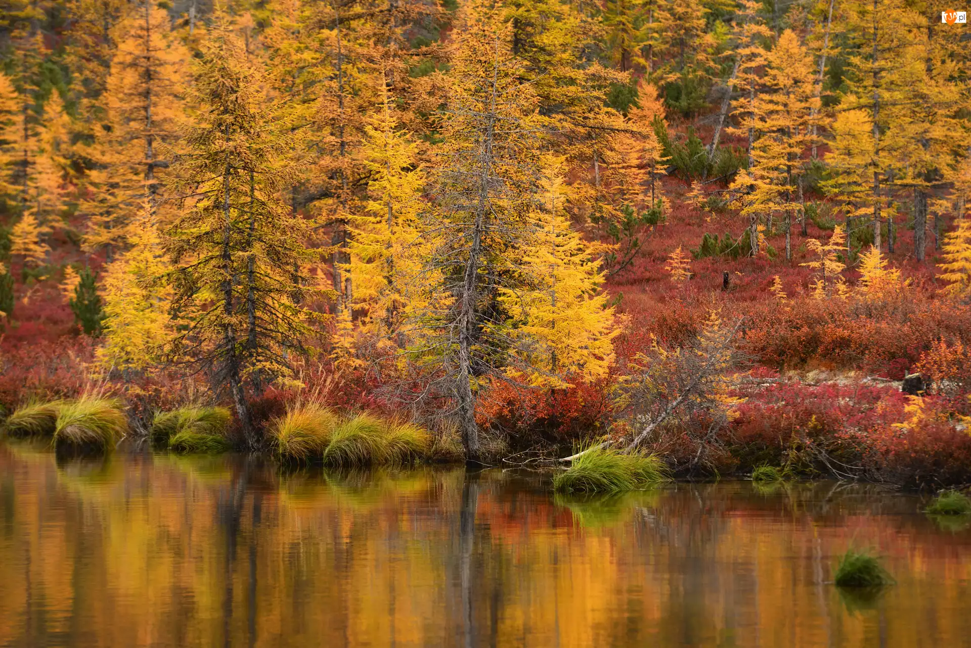 Drzewa, Jesień, Jezioro Jack London, Rosja, Krzewy, Obwód magadański