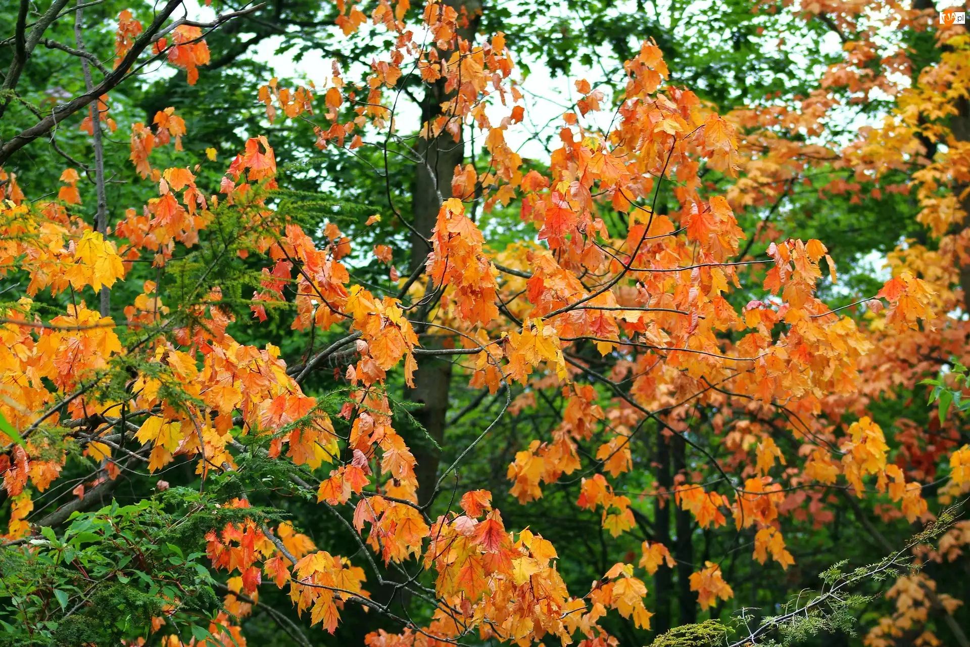 Liście, Jesień, Drzewa, Żółte