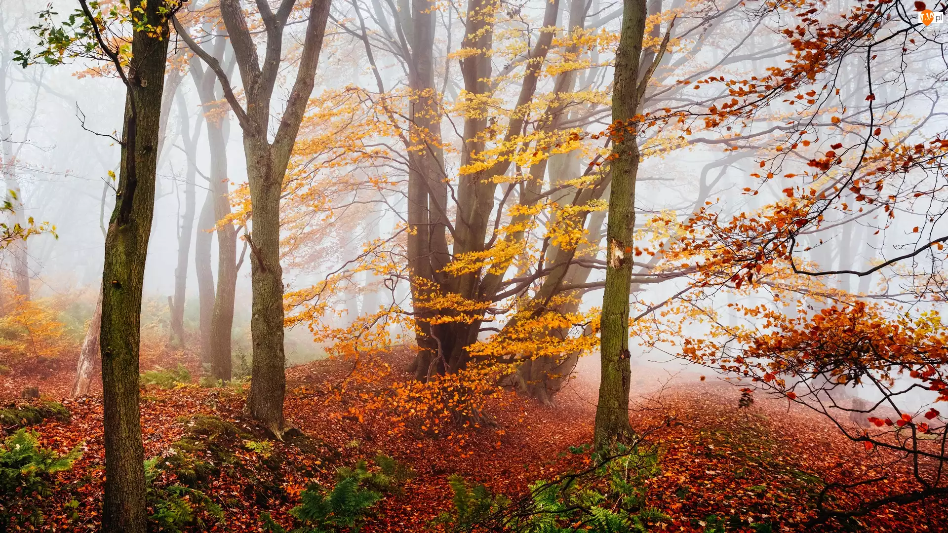 Drzewa, Jesień, Mgła, Las, Roślinność