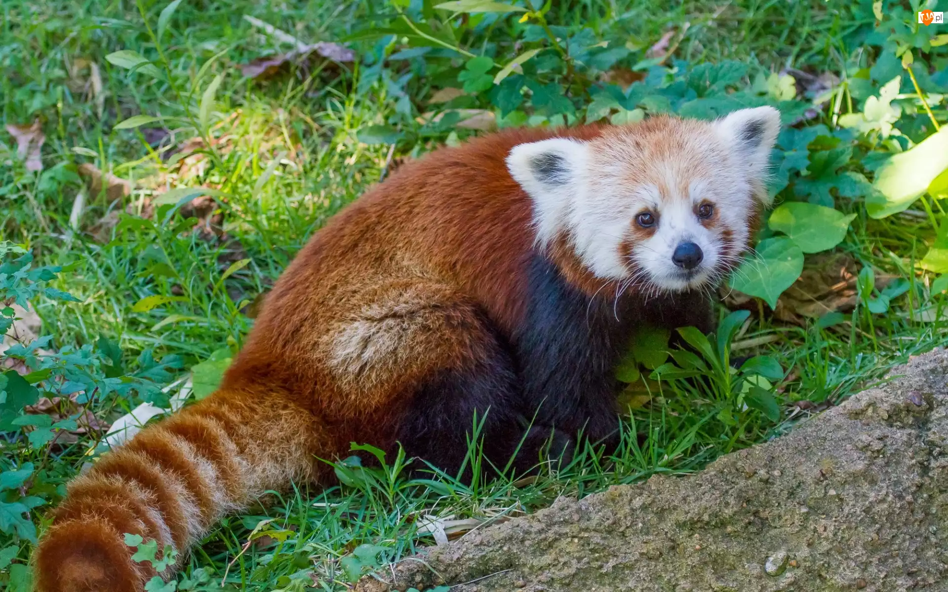 Pandka ruda, Panda, Czerwona, Trawa