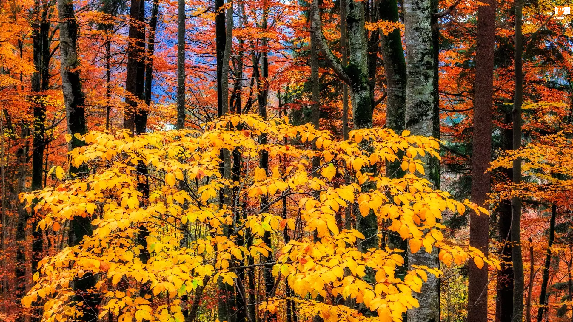Las, Drzewa, Gałęzie, Jesień, Liście, Pomarańczowe, Żółte