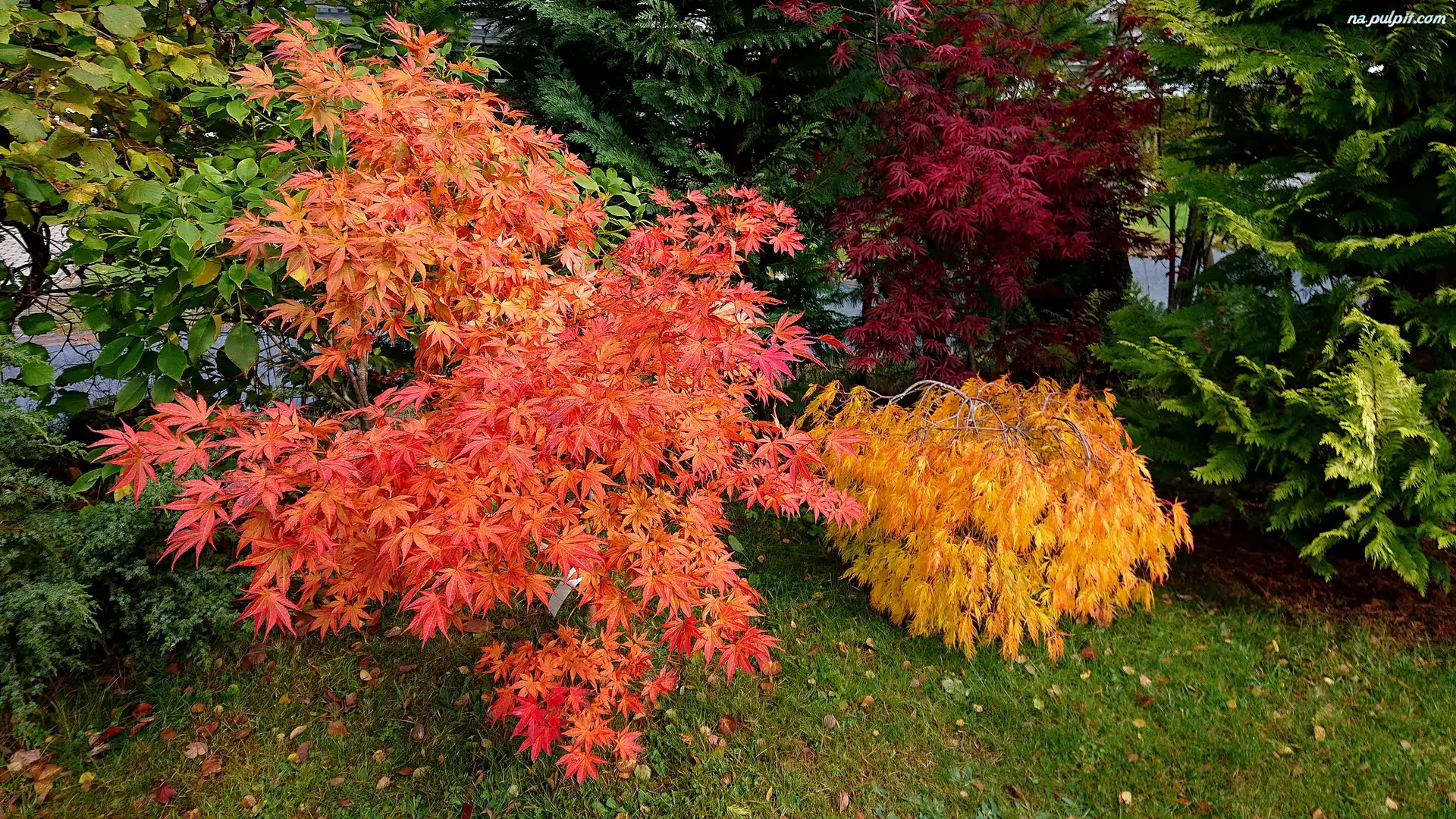 Jesień, Kolorowe, Krzewy