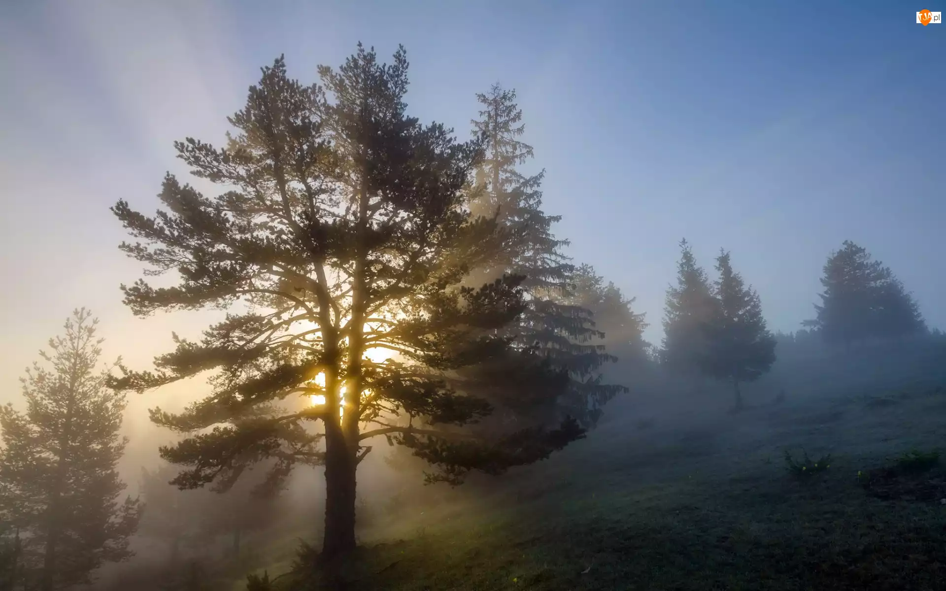 Poranek, Drzewa, Mgła, Wschód słońca