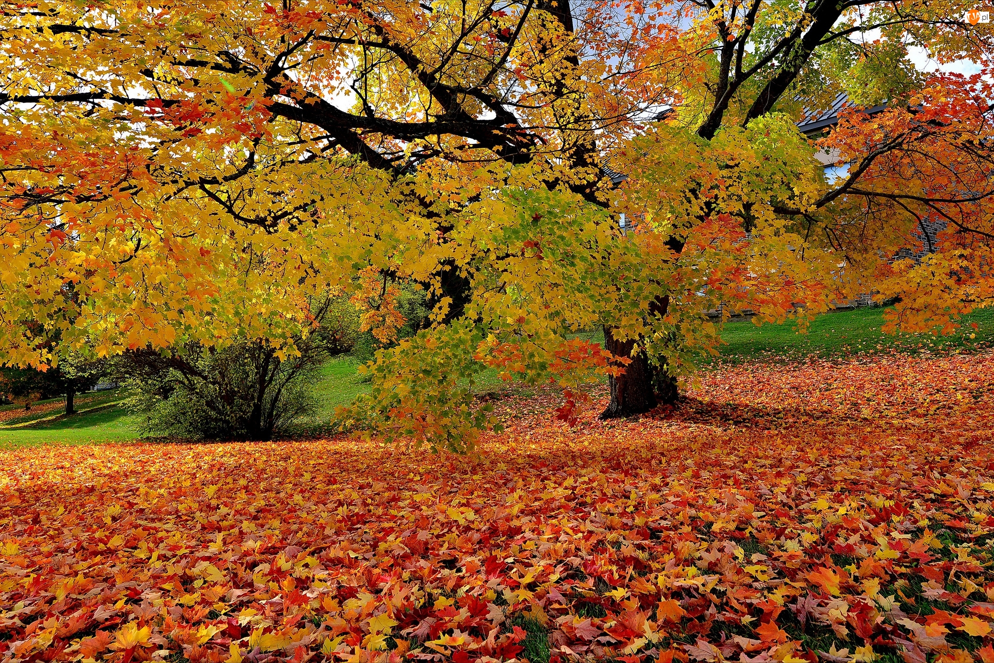 Jesień, Liście, Drzewa, Park, Opadłe