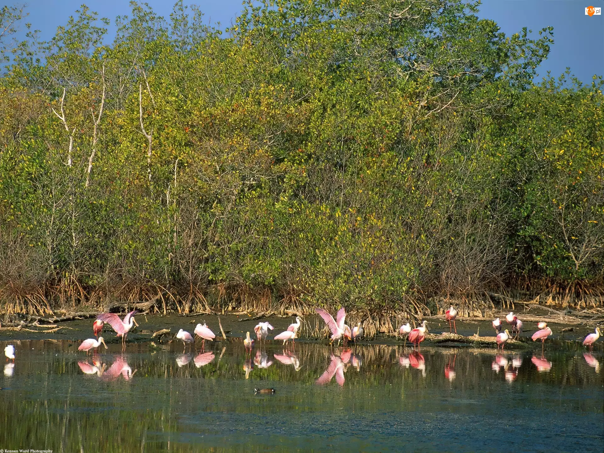 jezioro, Flamingi, drzewa, woda