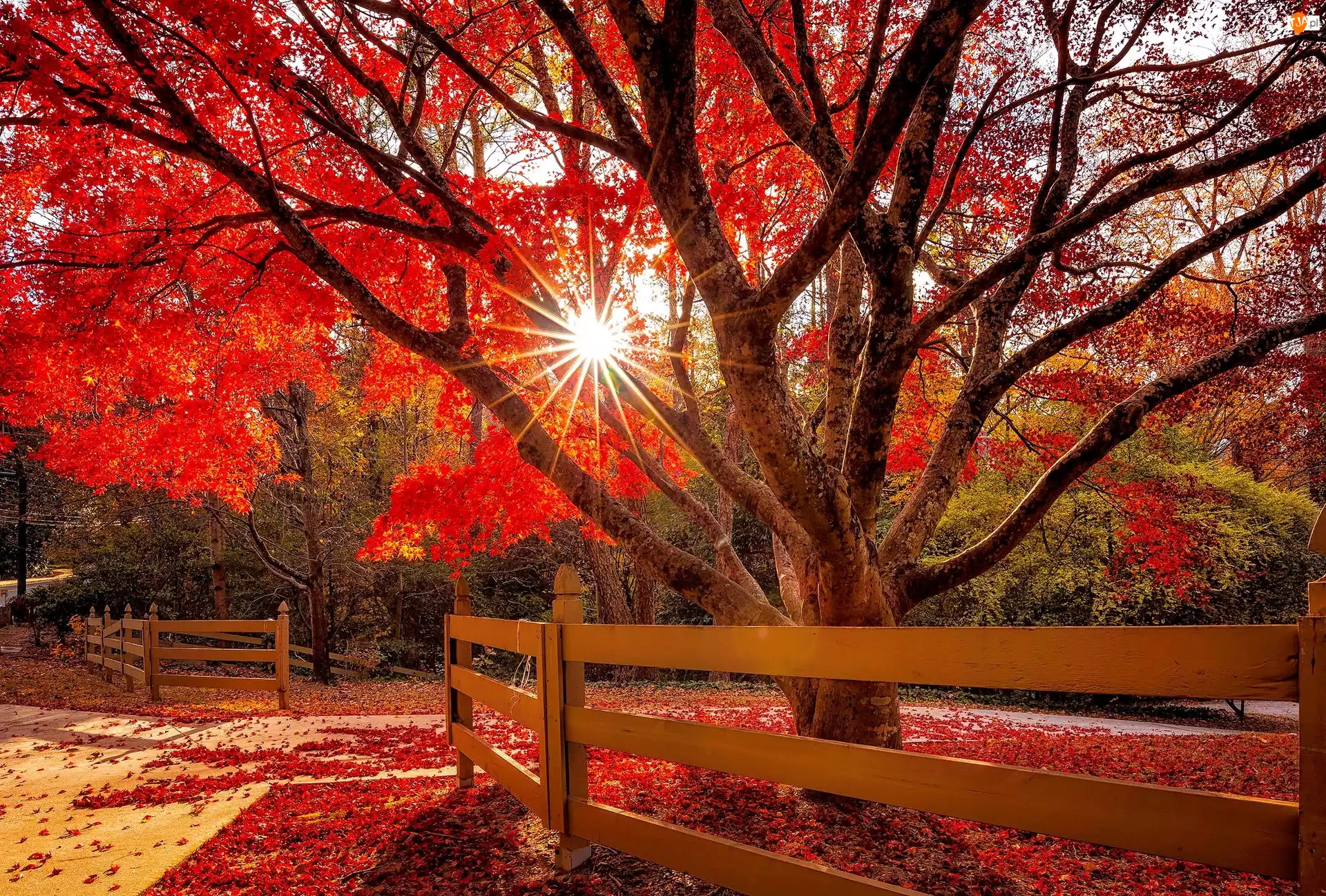 Czerwone, Drzewo, Promienie słońca, Jesień, Liście, Ogrodzenie