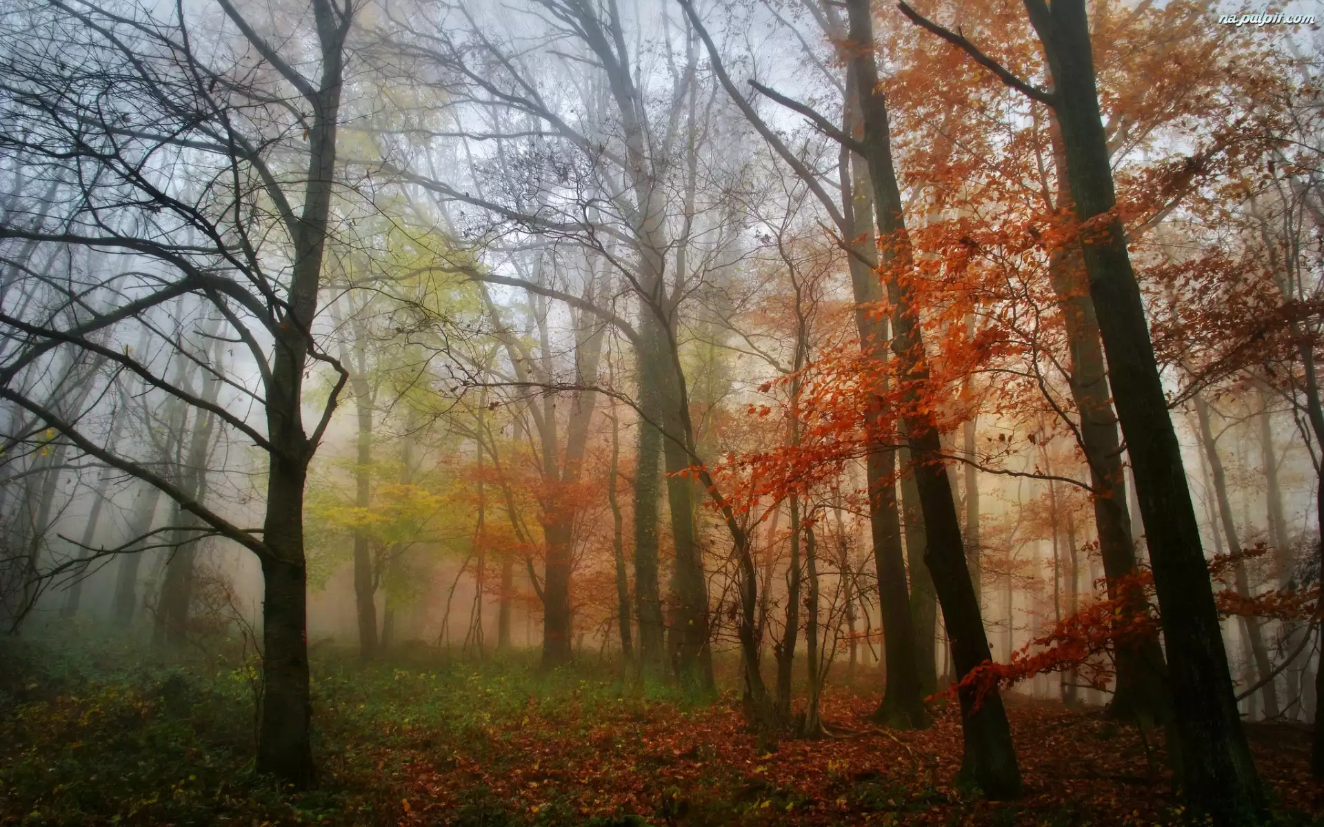 Las, Drzewa, Poranek, Jesień, Mgła, Liście, Kolorowe