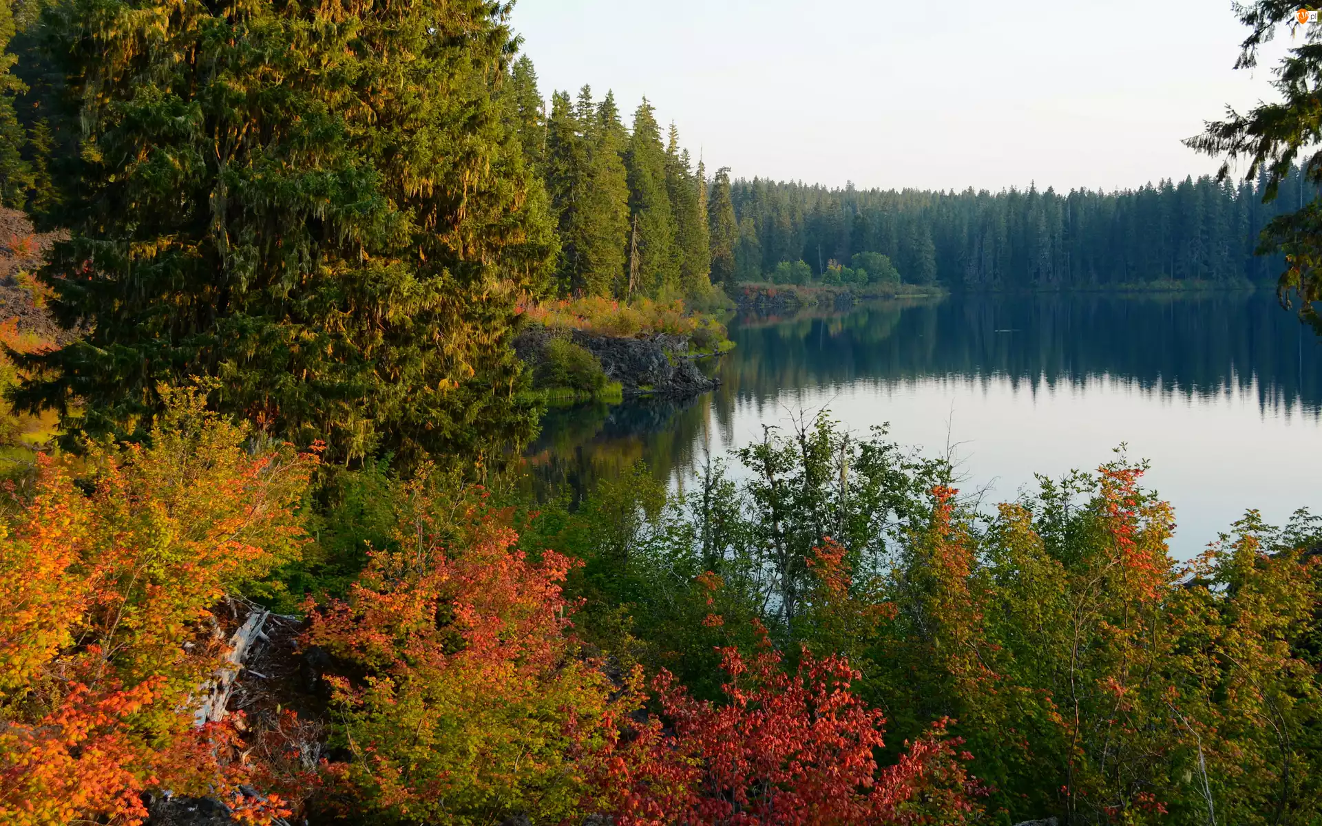 Las, Jezioro, Drzewa, Jesień, Kolorowe, Krzewy