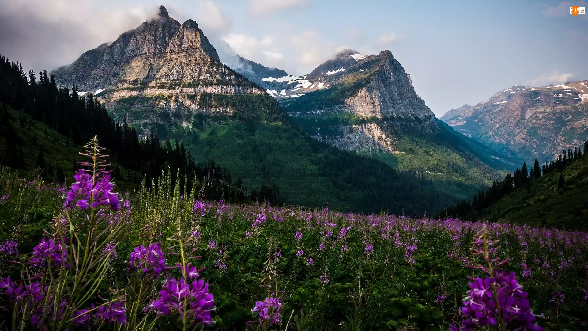 Góra Oberlin, Góry Lewis Range, Kwiaty, Stany Zjednoczone, Łąka, Stan Montana