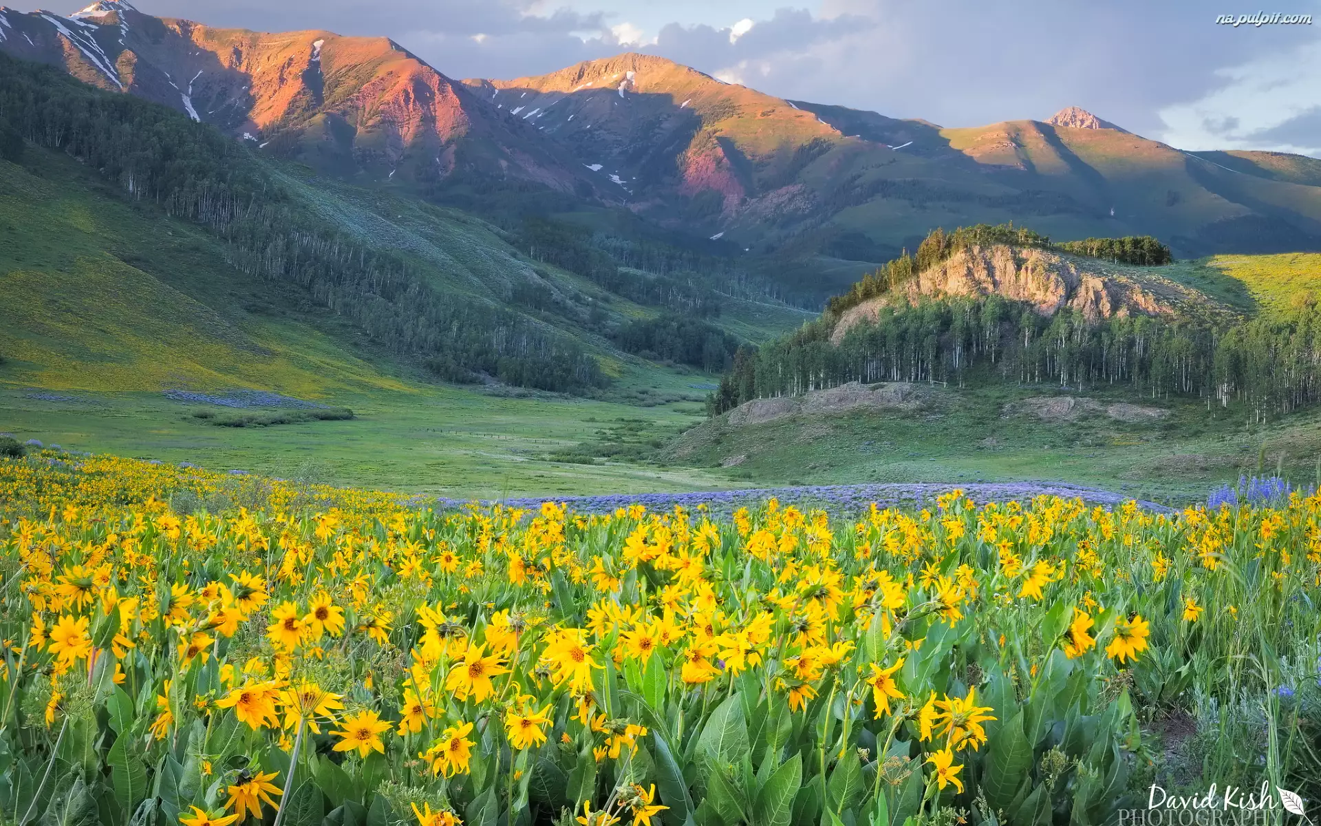 Stany Zjednoczone, Żółte, Kwiaty, Lasy, West Elk Mountains, Góry, Wzgórze, Dolina, Drzewa, Kolorado