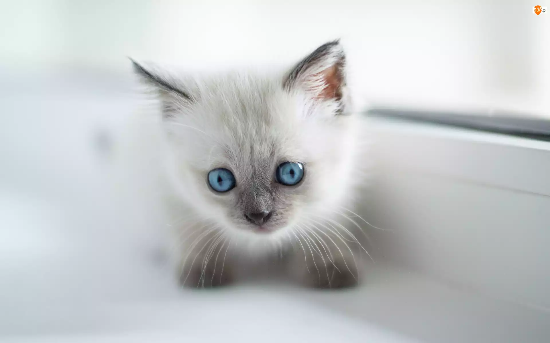 Niebieskooki, Biały, Kot, Młody