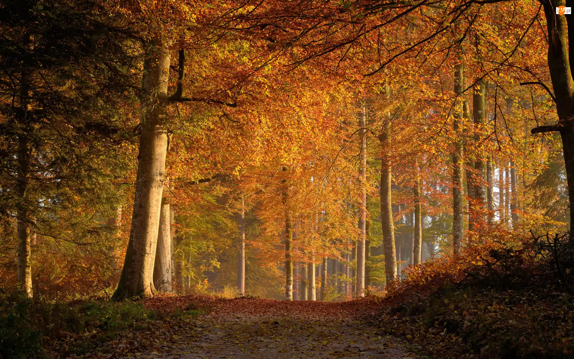 Las, Jesień, Ścieżka, Liście, Drzewa, Opadłe