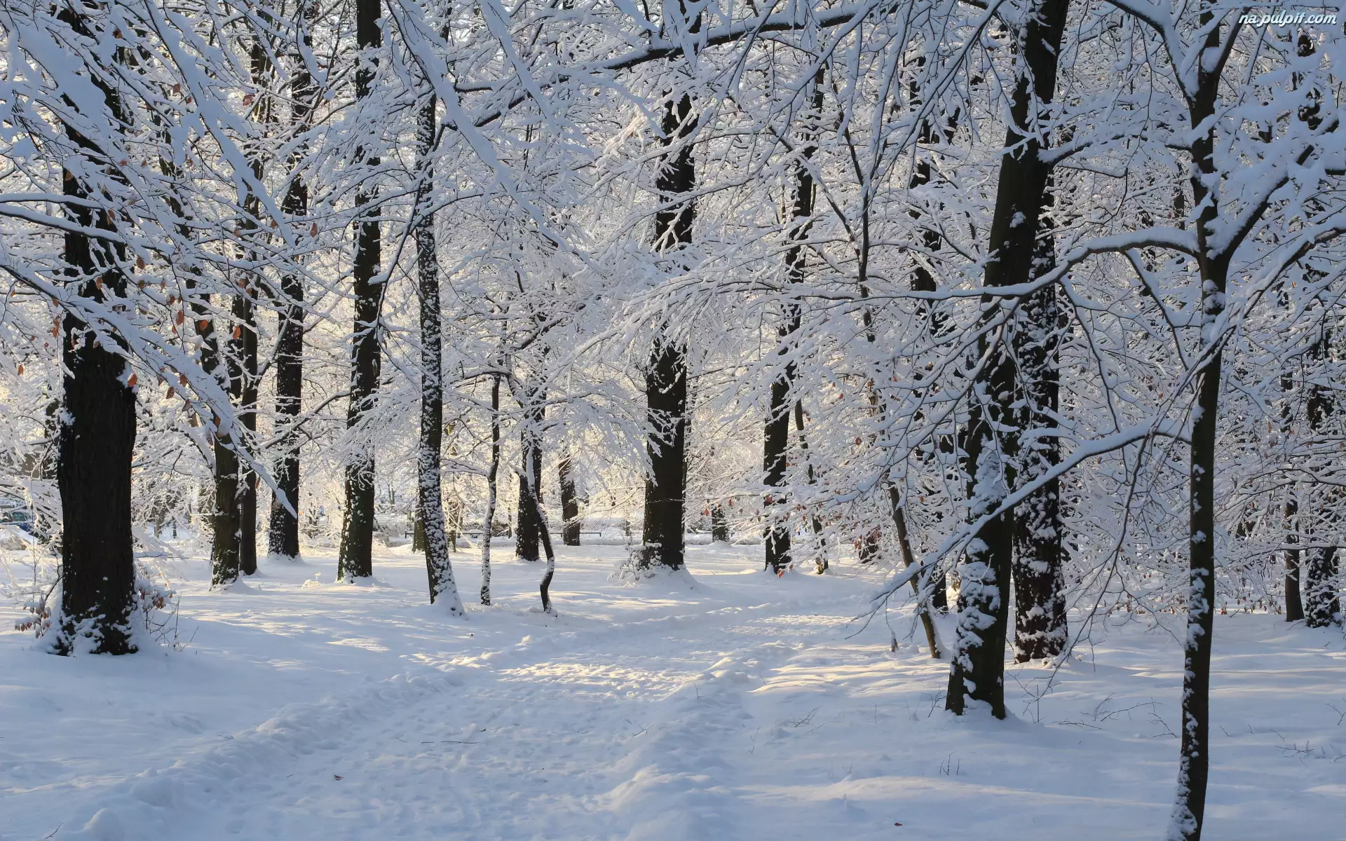 Park, Ścieżka, Śnieg, Zima, Drzewa