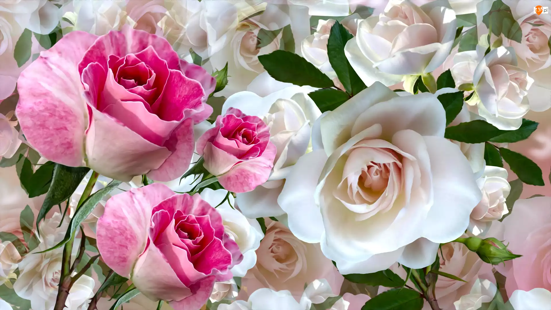 Różowe, Grafika, Białe, Kwiaty, Róże