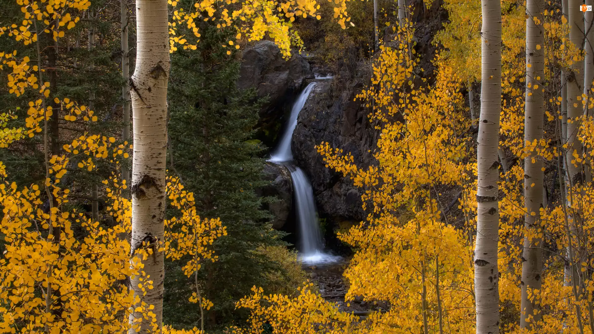 Nellie Creek Falls, Jesień, Brzozy, Kolorado, Las, Wodospad, Stany Zjednoczone, Drzewa