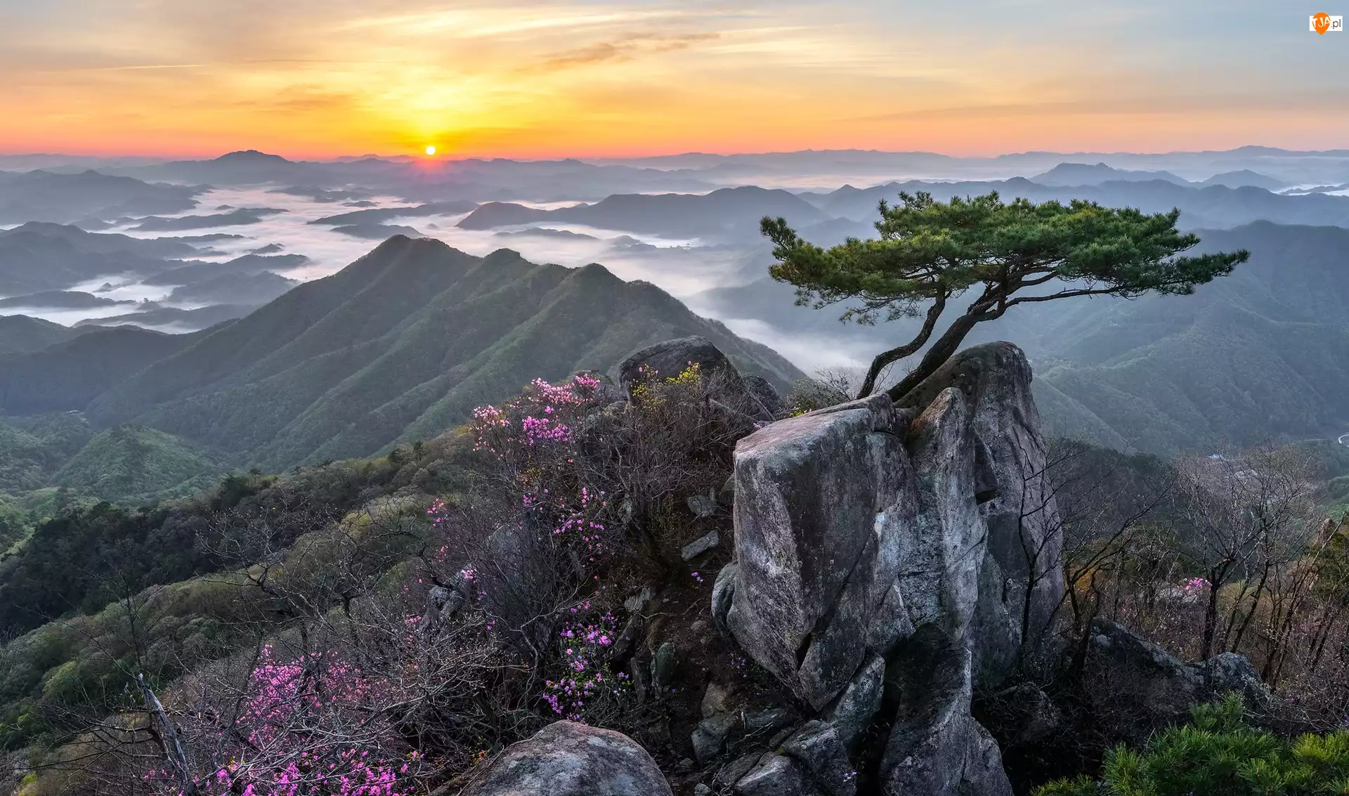 Park Prowincjonalny Daedunsan, Wschód słońca, Sosna, Prowincja Jeolla Północna, Góry, Kwiaty, Korea Południowa, Skały