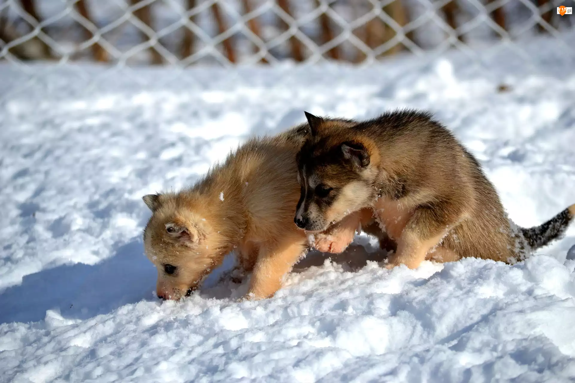 Śnieg, Psy, Szczeniaki, Siberian husky