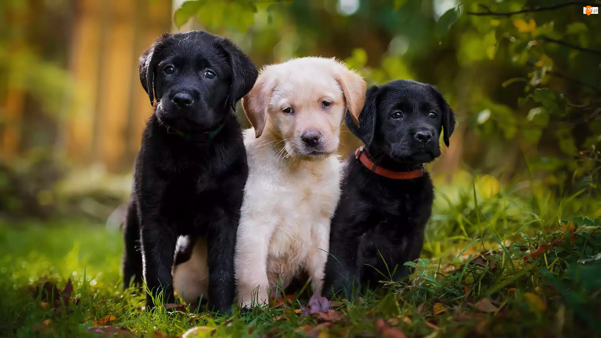 Labradory retrievery, Trzy, Psy, Szczeniaki