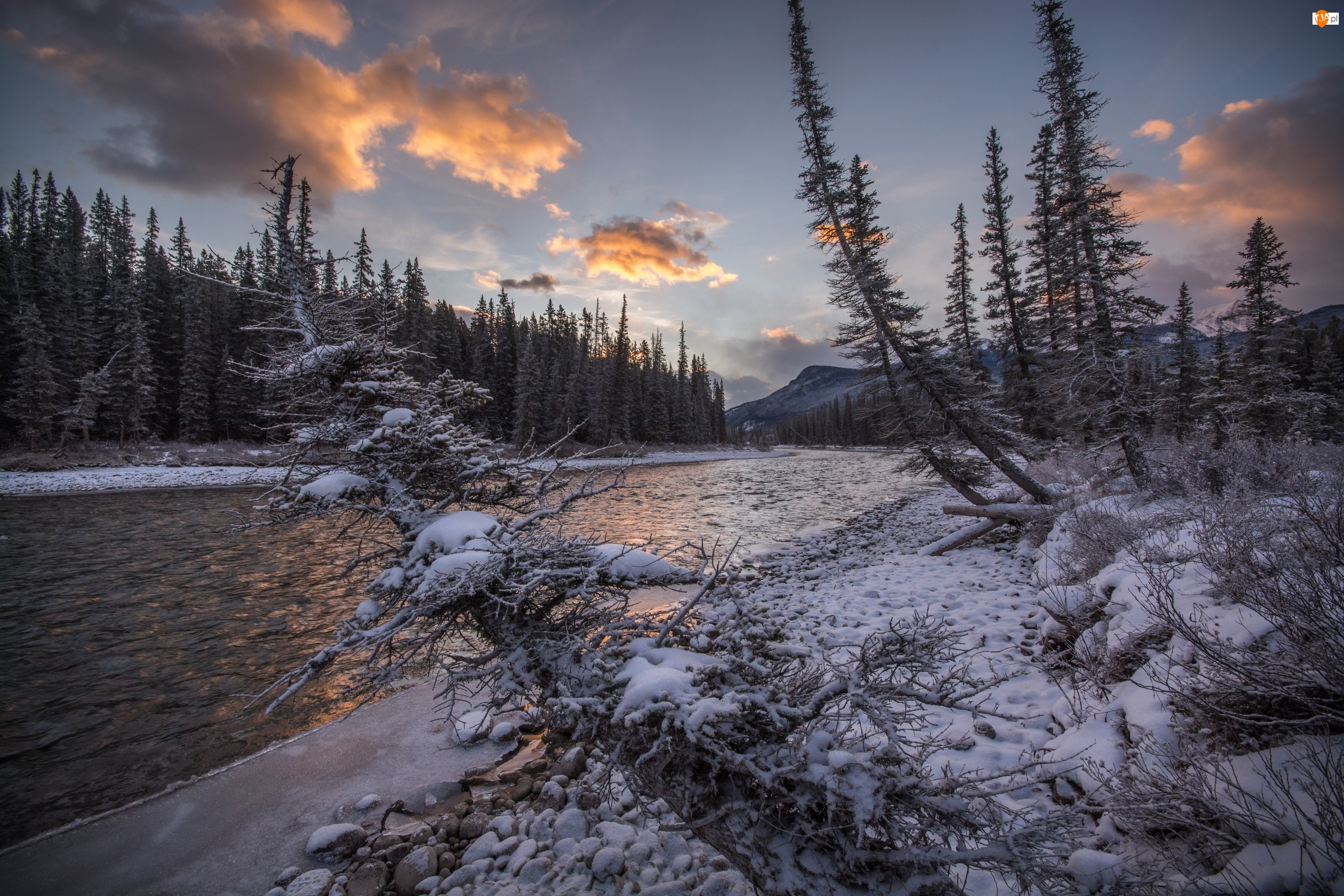 Park Narodowy Banff, Rzeka Bow River, Zima, Kanada, Rośliny, Góry, Las