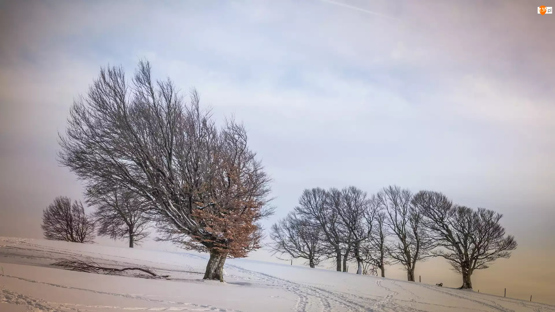 Zima, Drzewa, Śnieg, Ślady