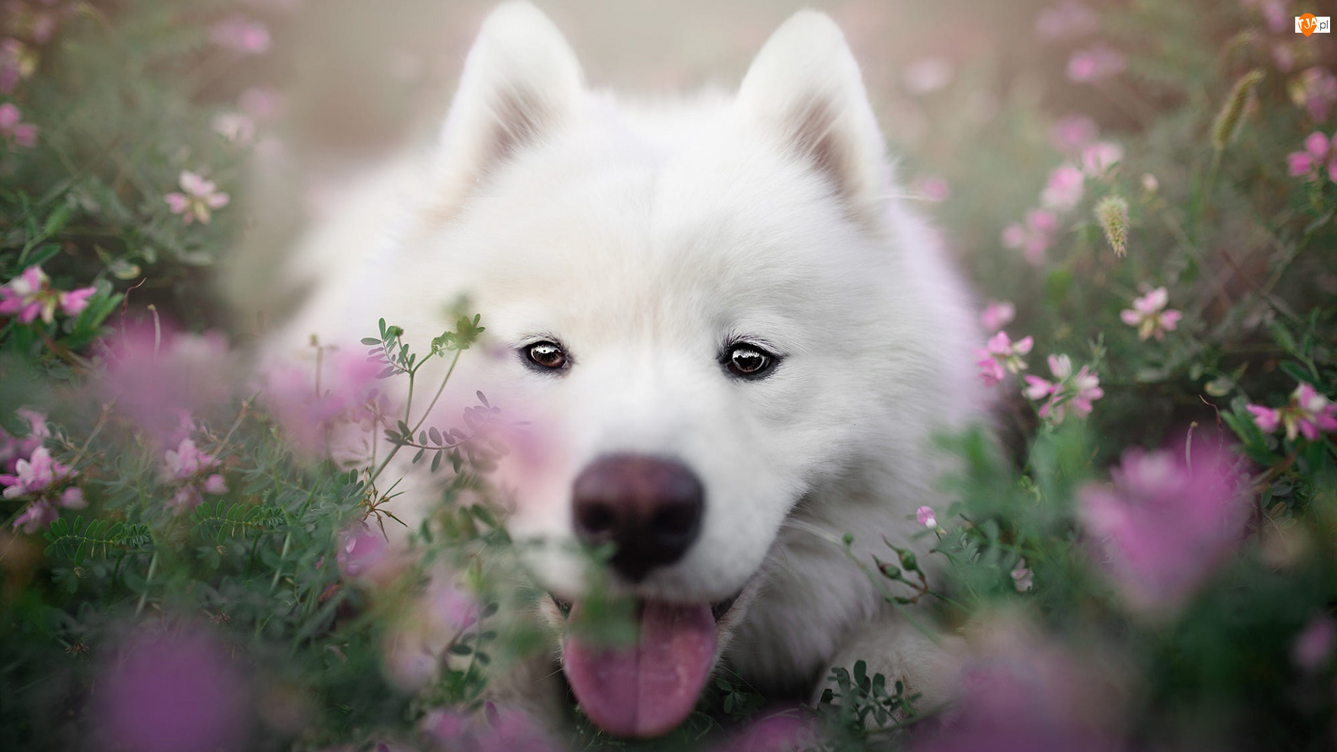 Samojed, Zbliżenie, Pies, Biały, Kwiaty