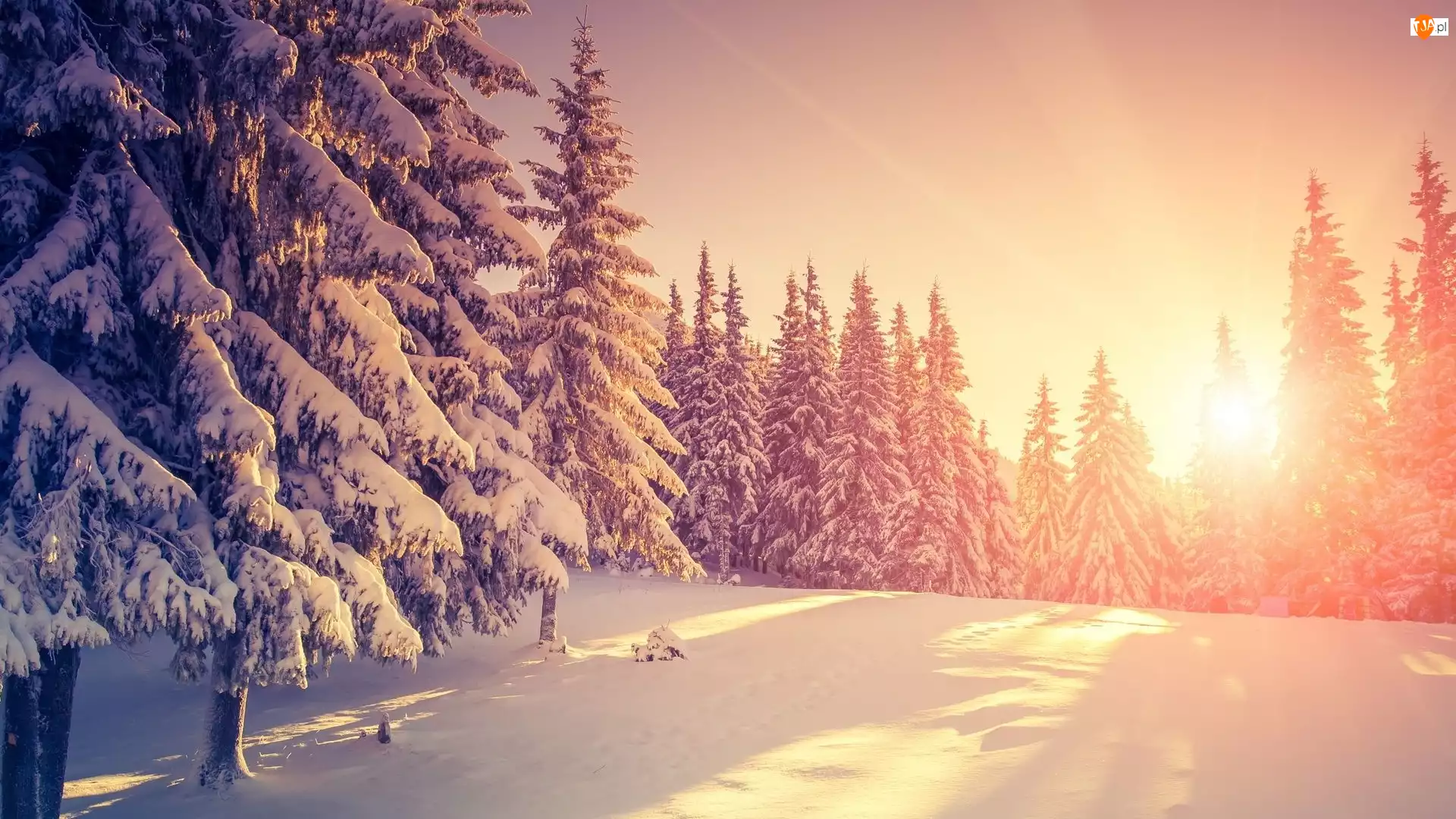 Drzewa, Śnieg, Ośnieżone, Wschód słońca, Zima