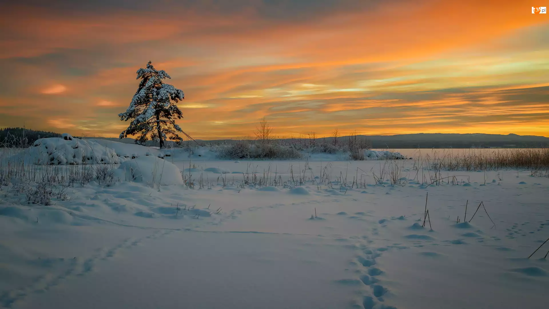 Jezioro Glafsfjorden, Zachód słońca, Szwecja, Zaśnieżone, Arvika, Zima, Drzewo