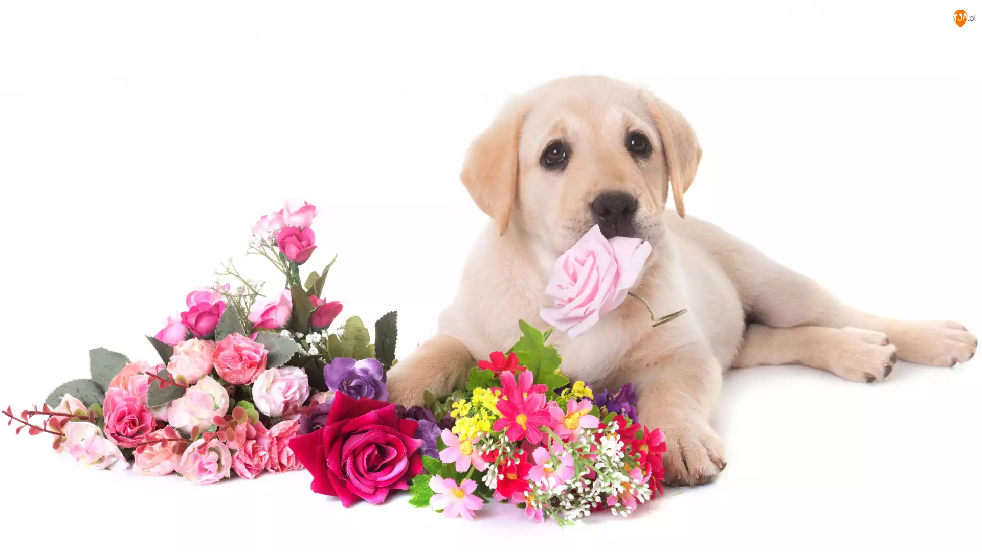 Labrador retriever, Kwiaty, Pies, Szczeniak