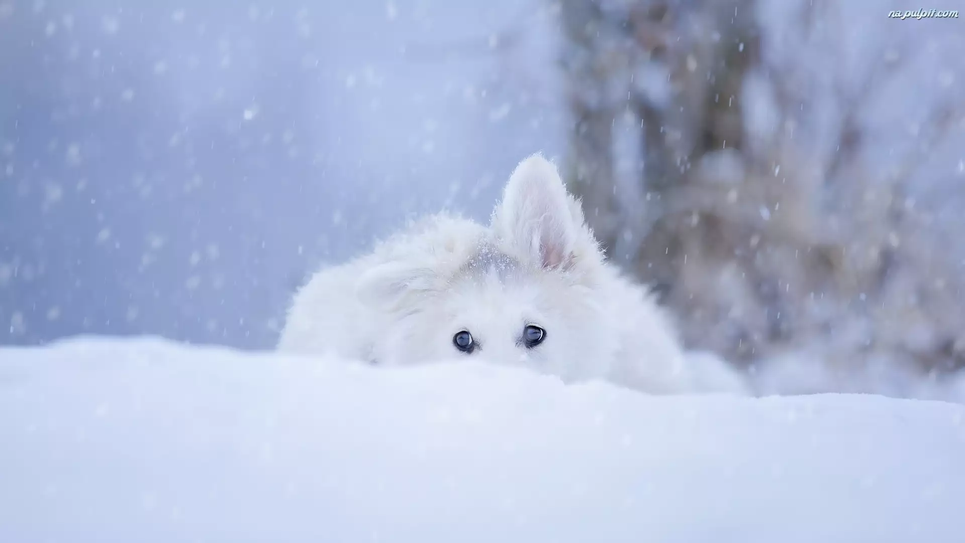 Śnieg, Pies, Szczeniak, Biały owczarek szwajcarski