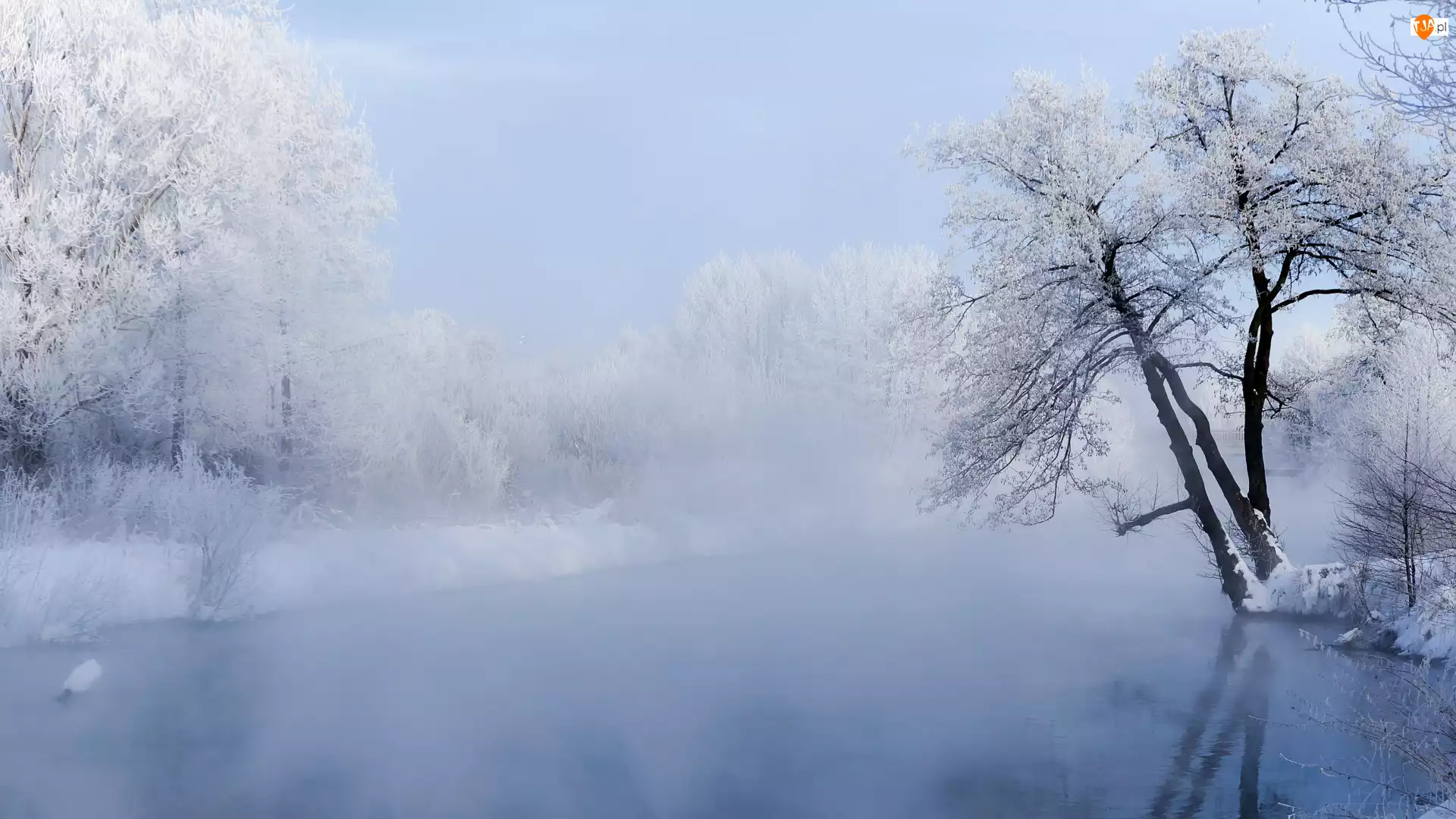 Ośnieżone, Zima, Mgła, Rzeka, Drzewa