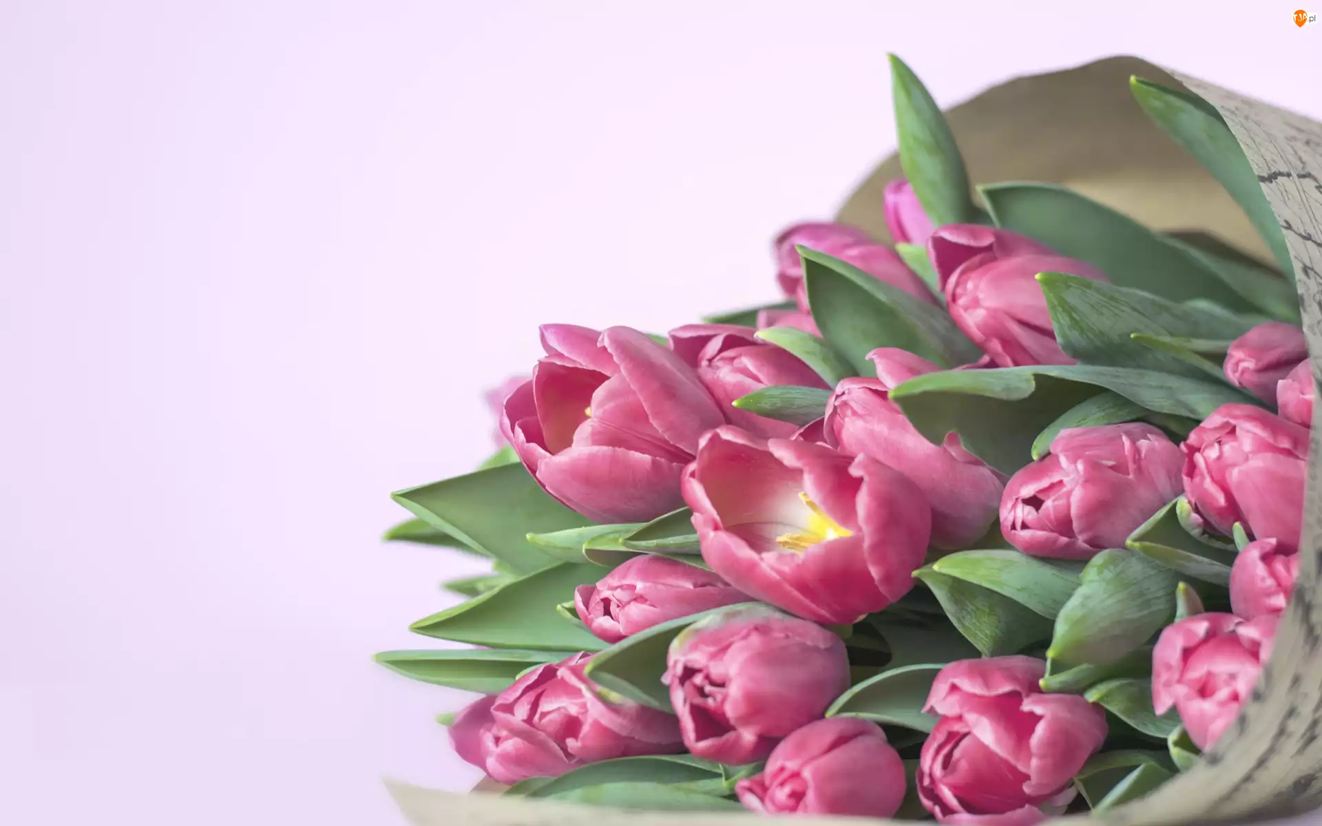 Bukiet, Różowe, Tulipany, Kwiaty