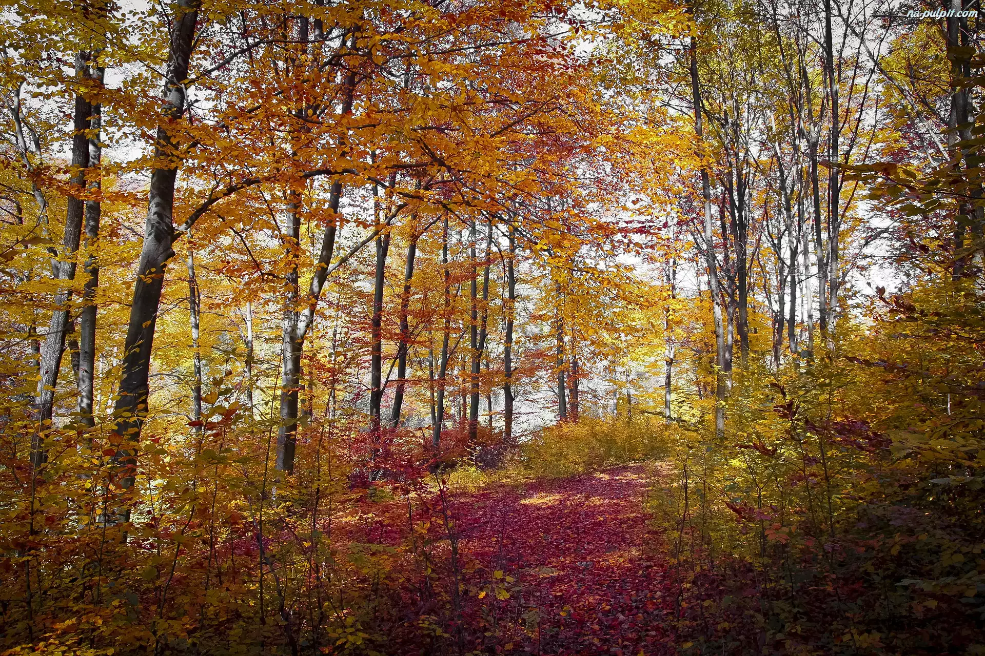 Drzewa, Liście, Las, Jesień, Kolorowe