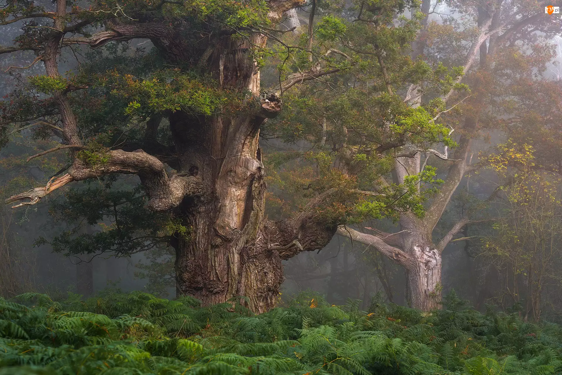 Las, Drzewa, Paprocie