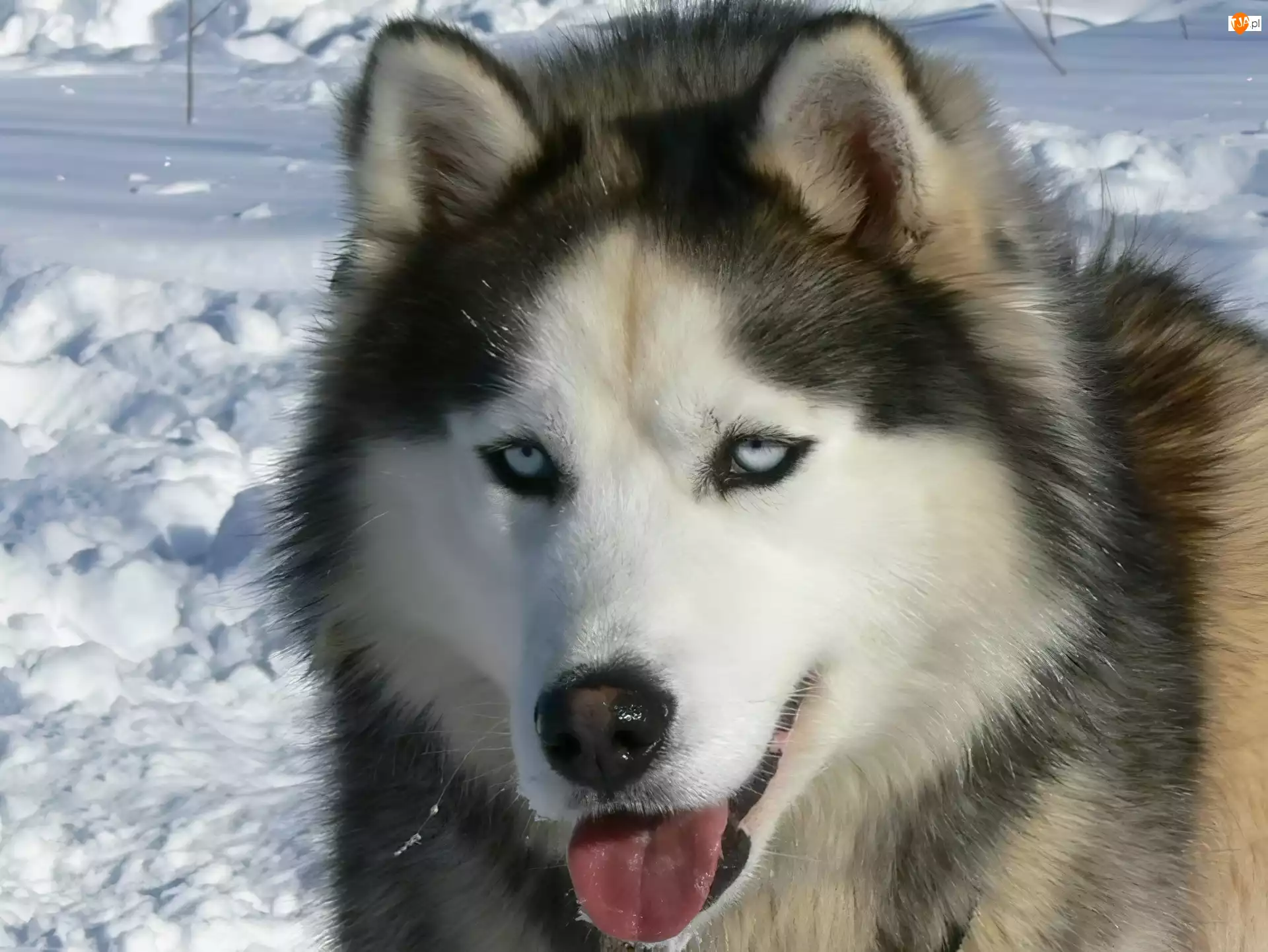 śnieg, język, Siberian Husky