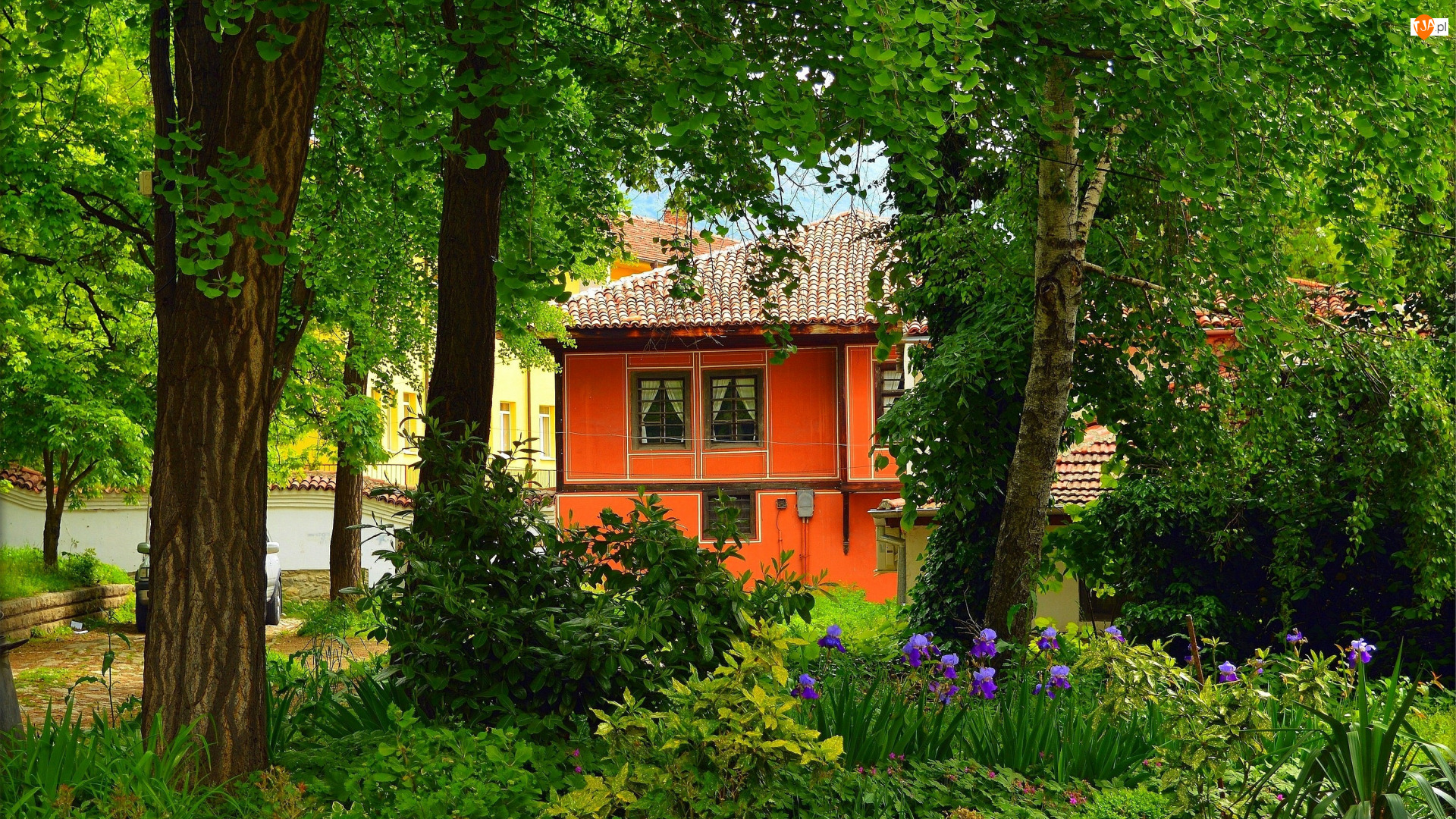 Drzewa, Irysy, Dom, Pomarańczowy, Kwiaty