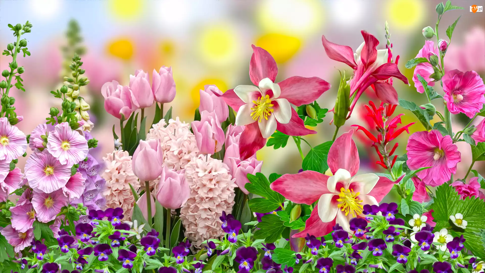 Tulipany, Kwiaty, Hiacynty, Grafika, Malwy, Orliki