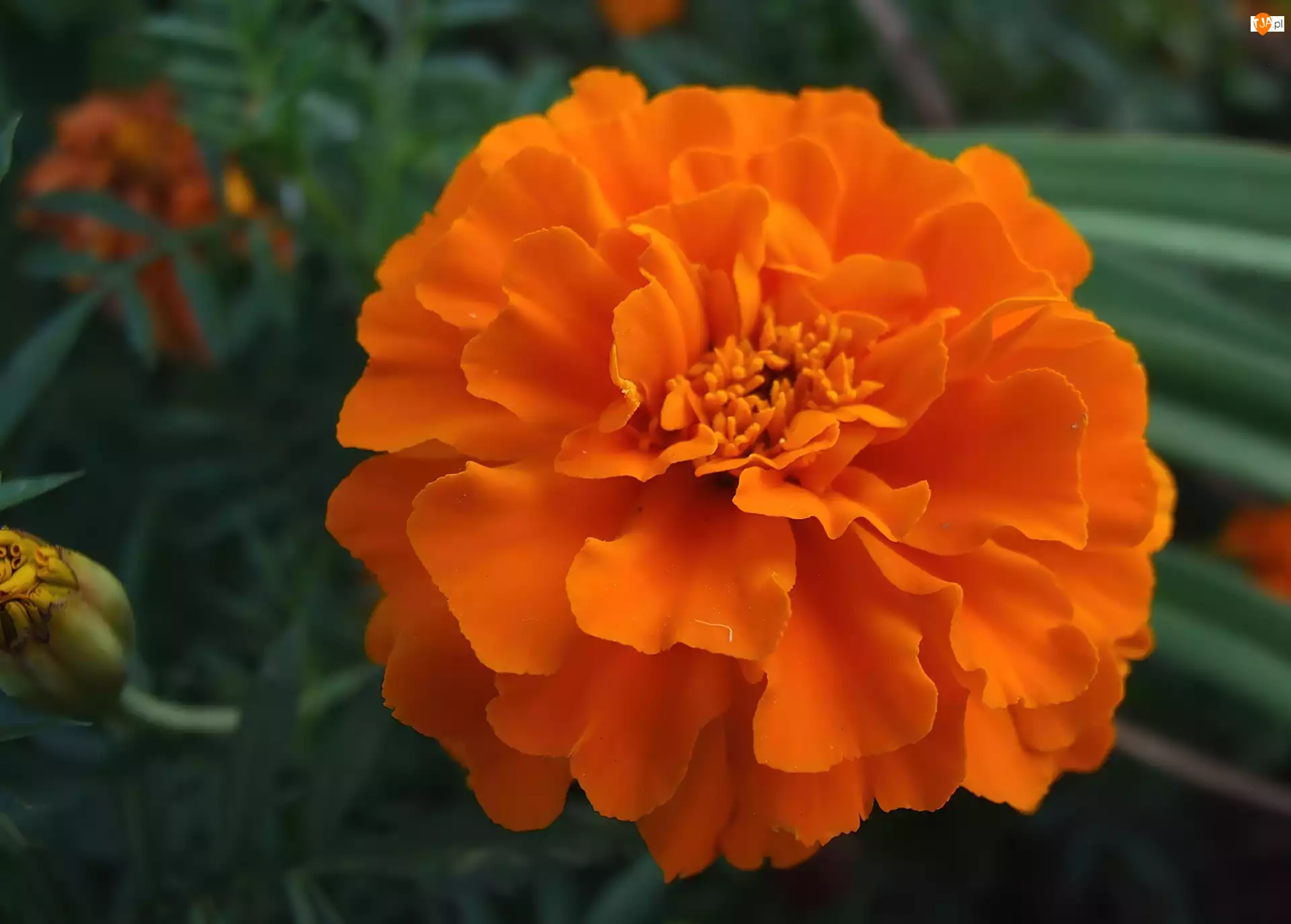 Kwiat, Pomarańczowy