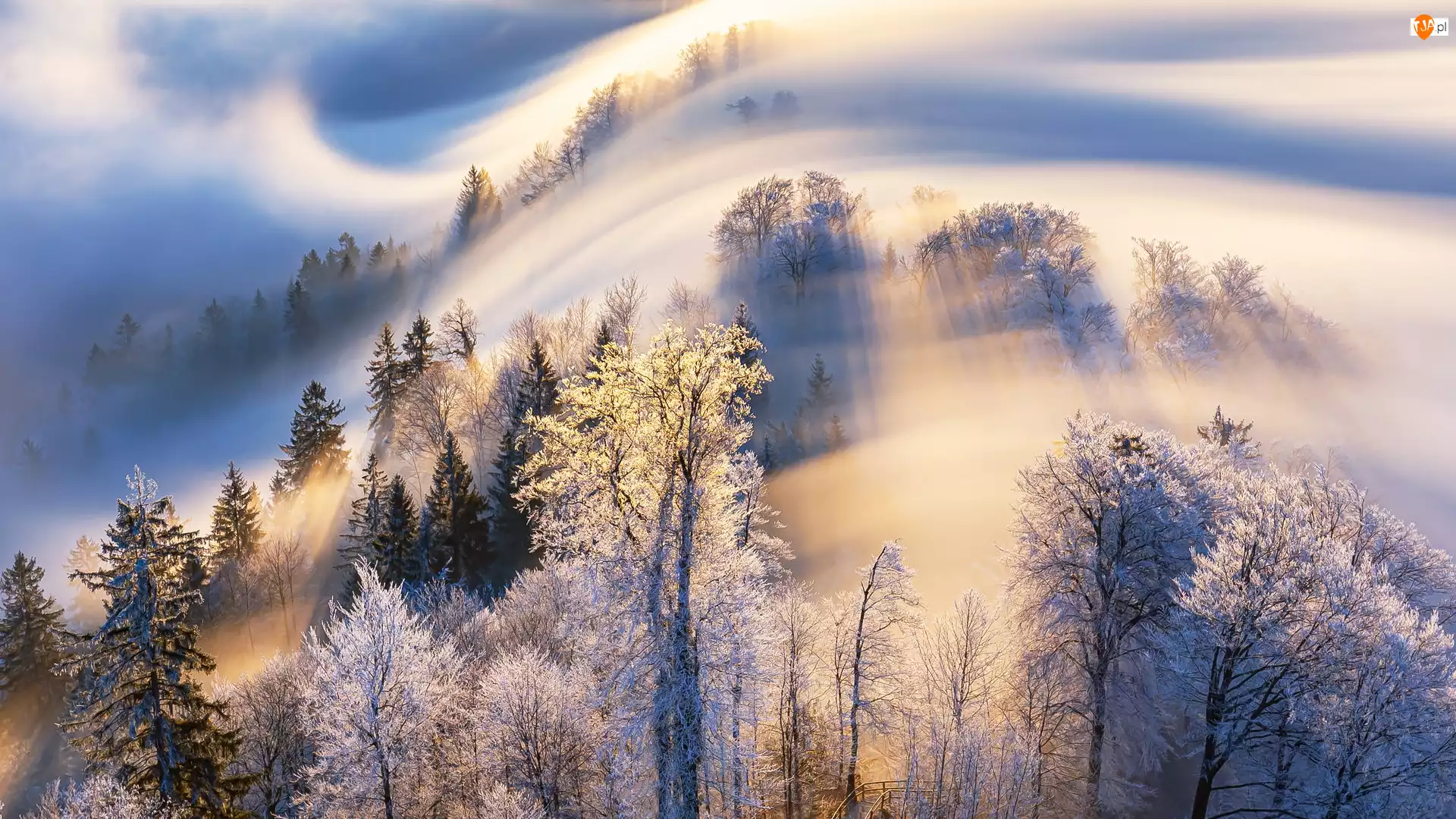 Mgła, Szwajcaria, Zima, Góra Uetliberg, Drzewa