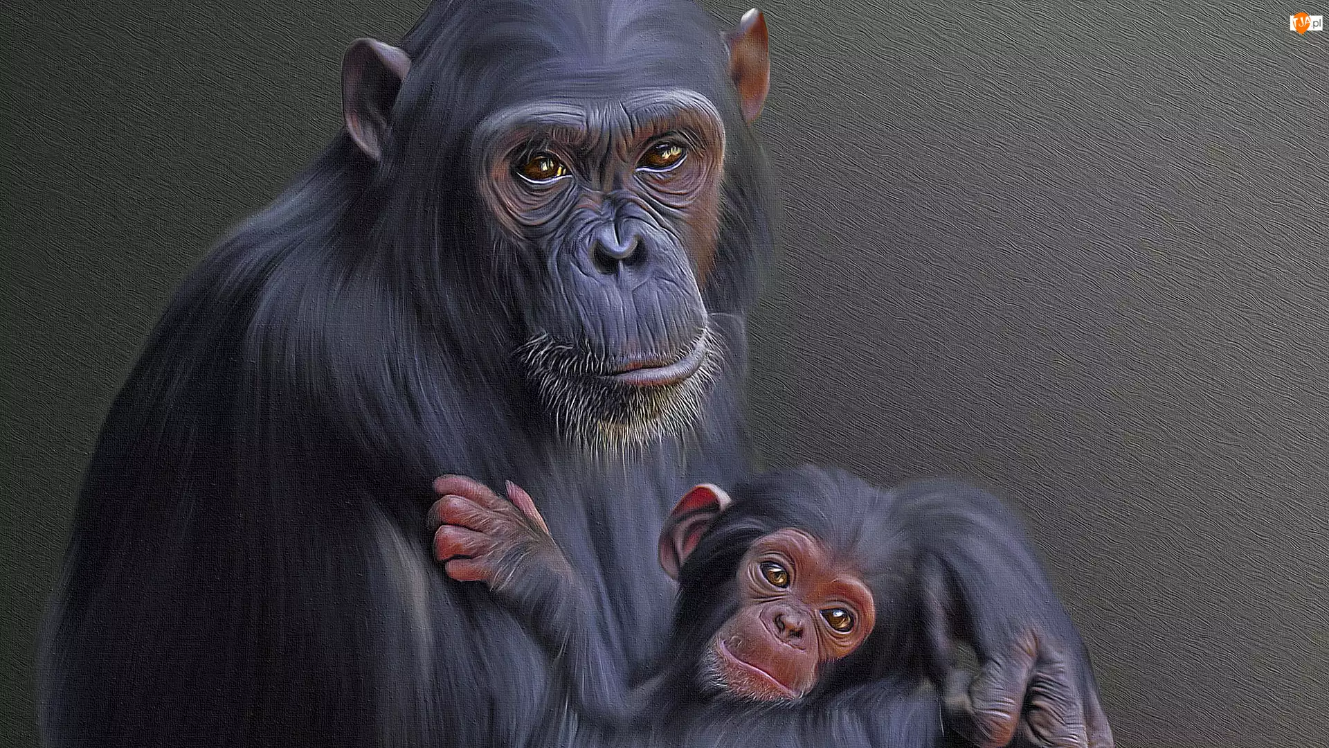 Grafika, Małpy, Szympansy