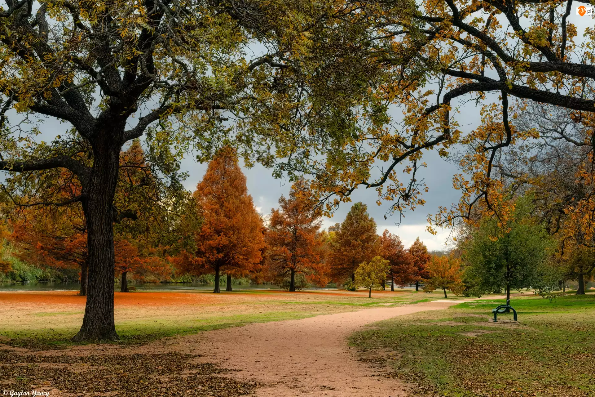 Park, Ławka, Drzewa, Jesień, Ścieżka