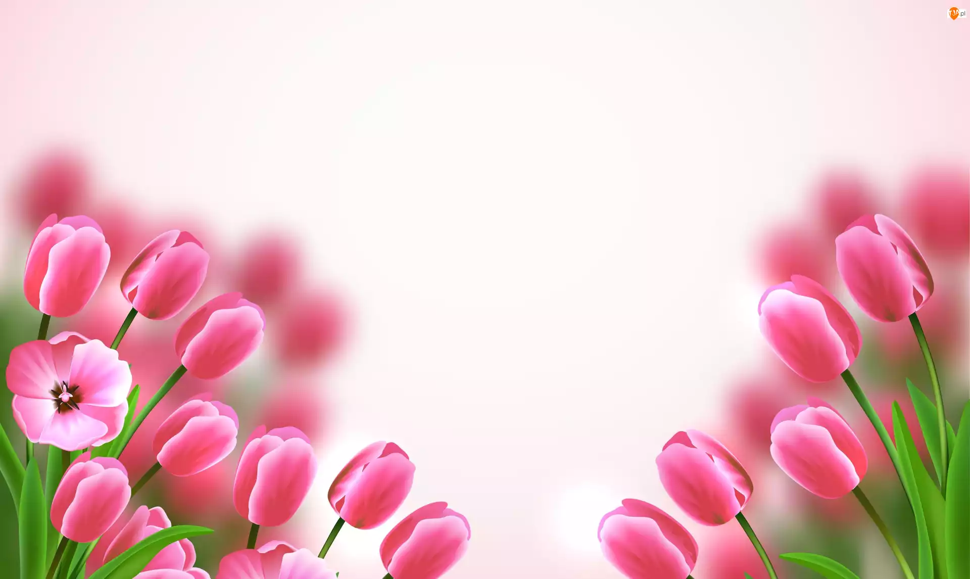 2D, Kwiaty, Różowe, Tulipany