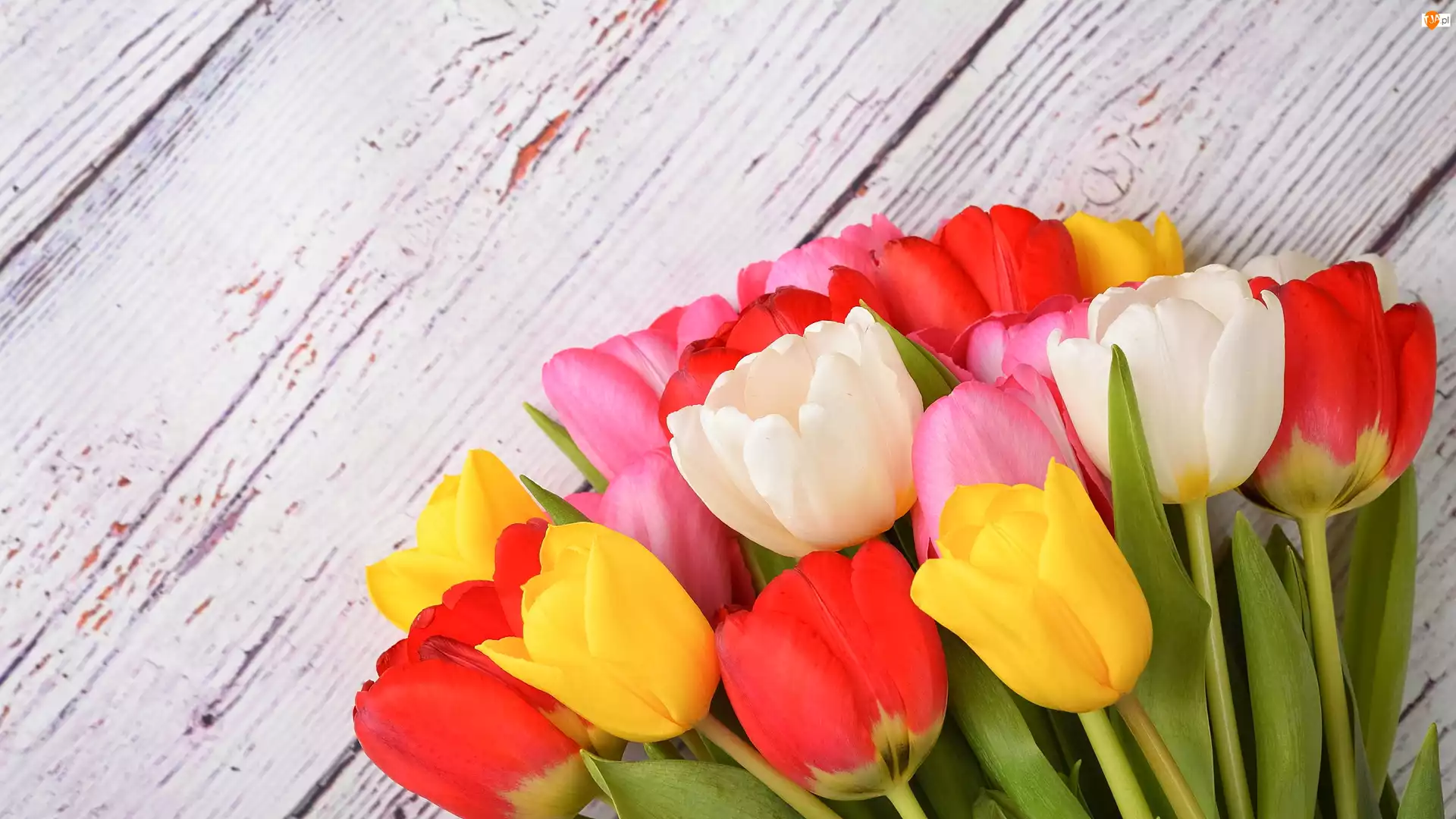 Tulipany, Deski, Kolorowe, Kwiaty, Białe